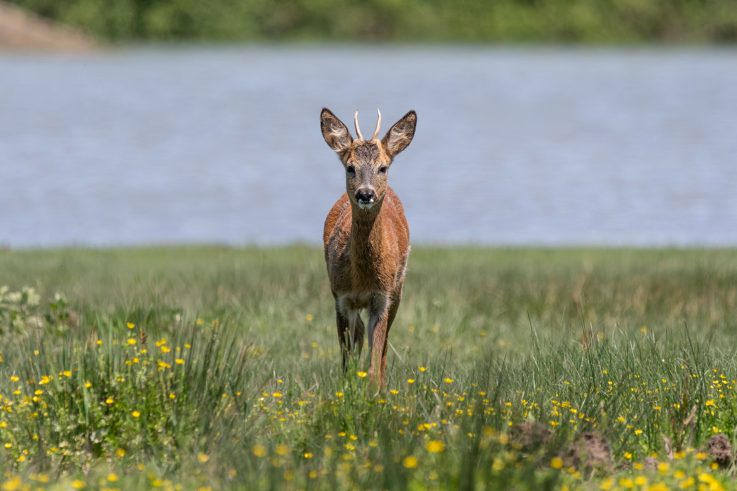 Capriolo (Capreolus capreolus)