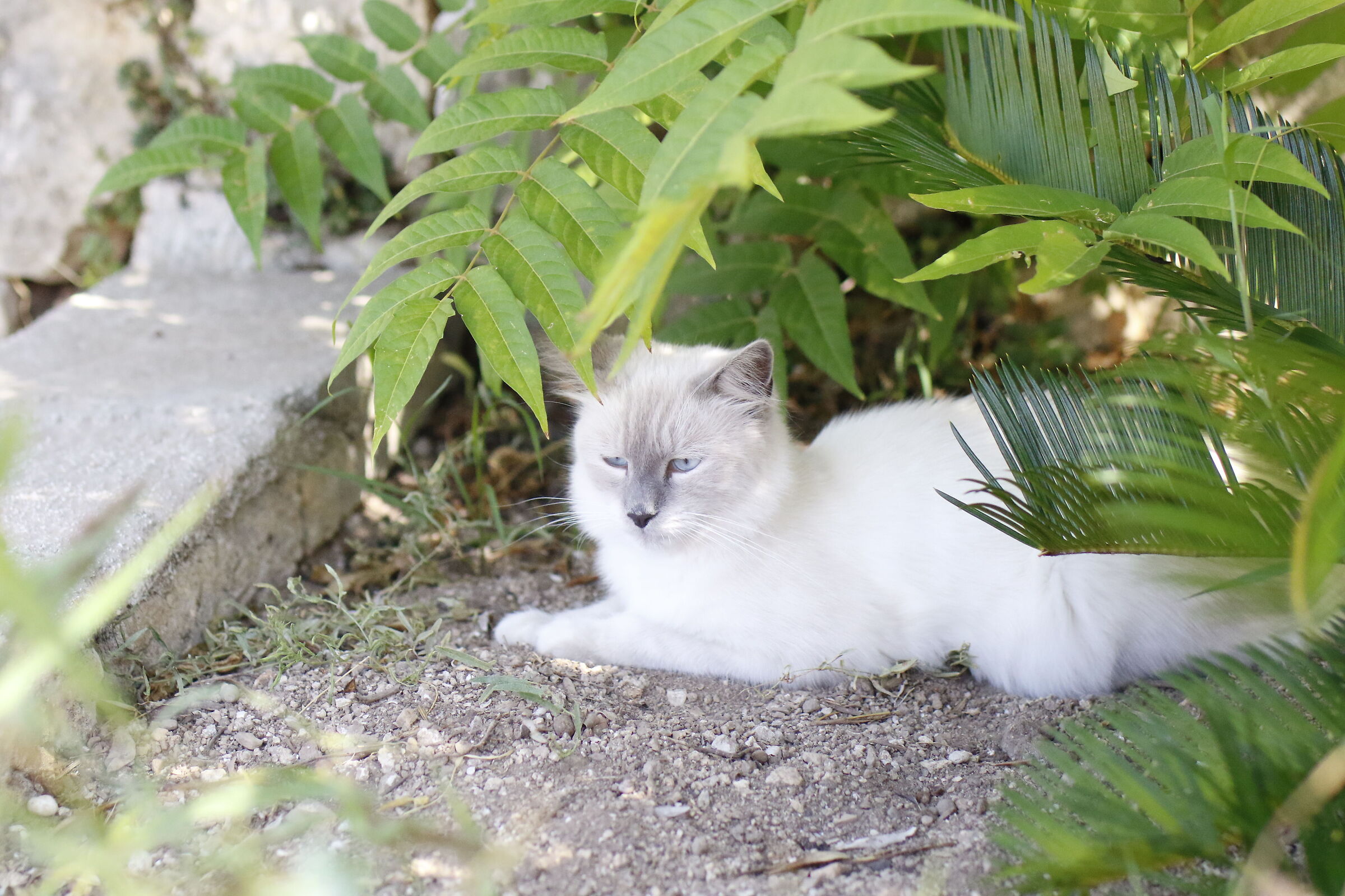 @ " 1/8 Mila, ISO 4 Mila " Milvus 50 1.4 Canon 7 D II