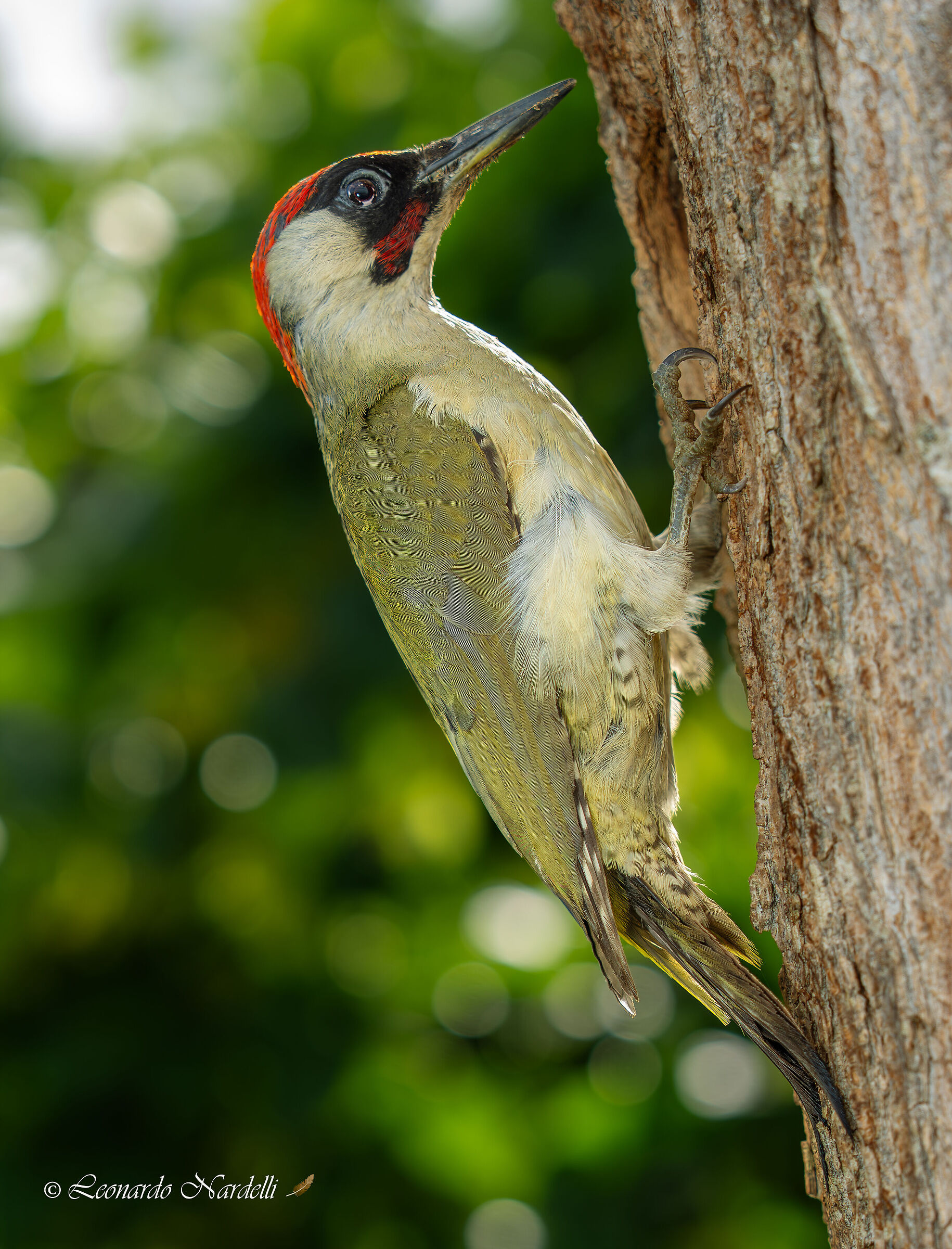 Green Woodpecker