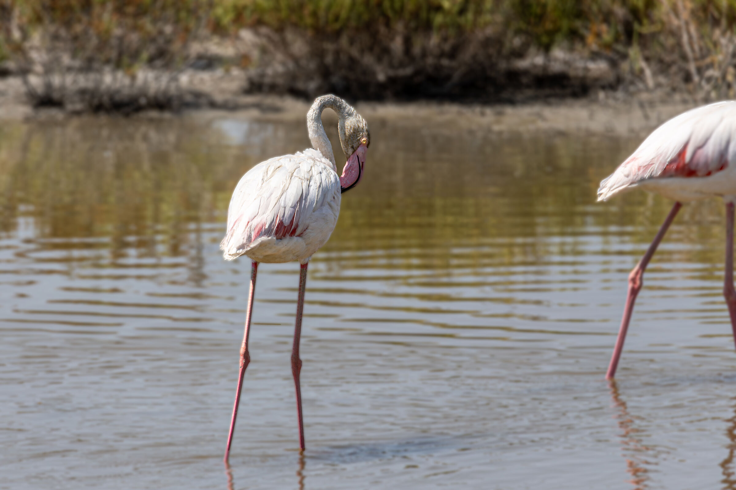 Flamingo