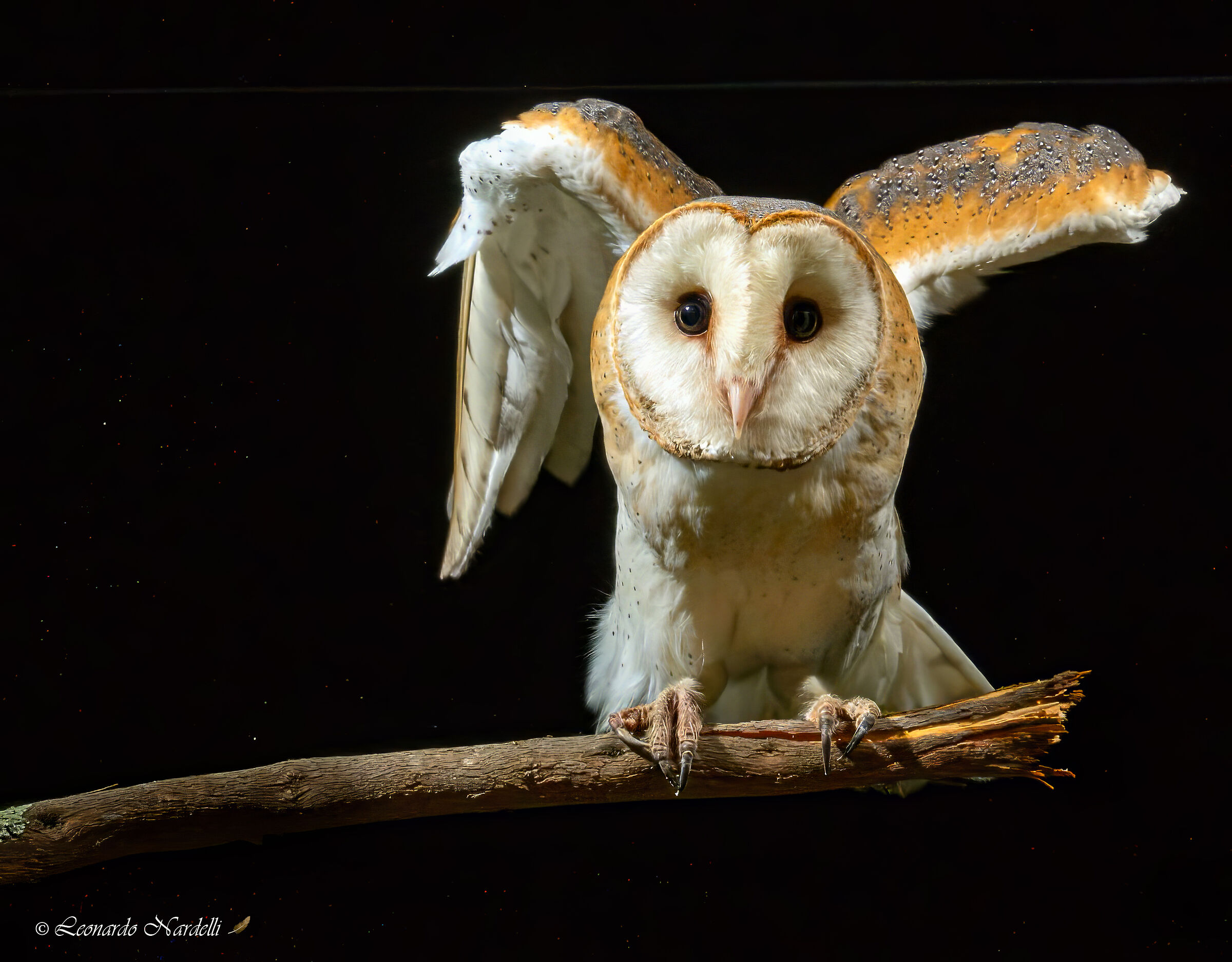 Barn Owl