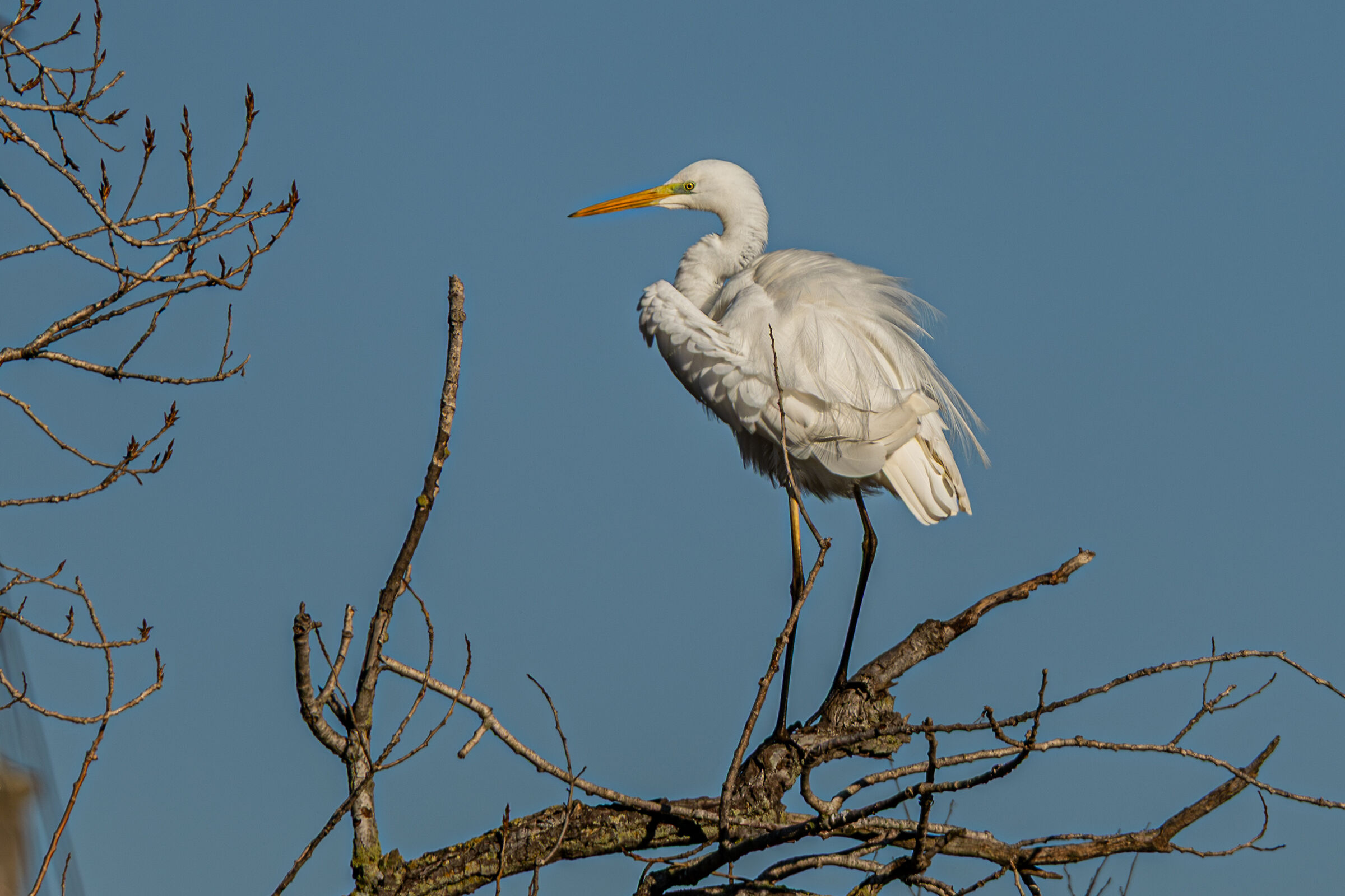 Great Egret
