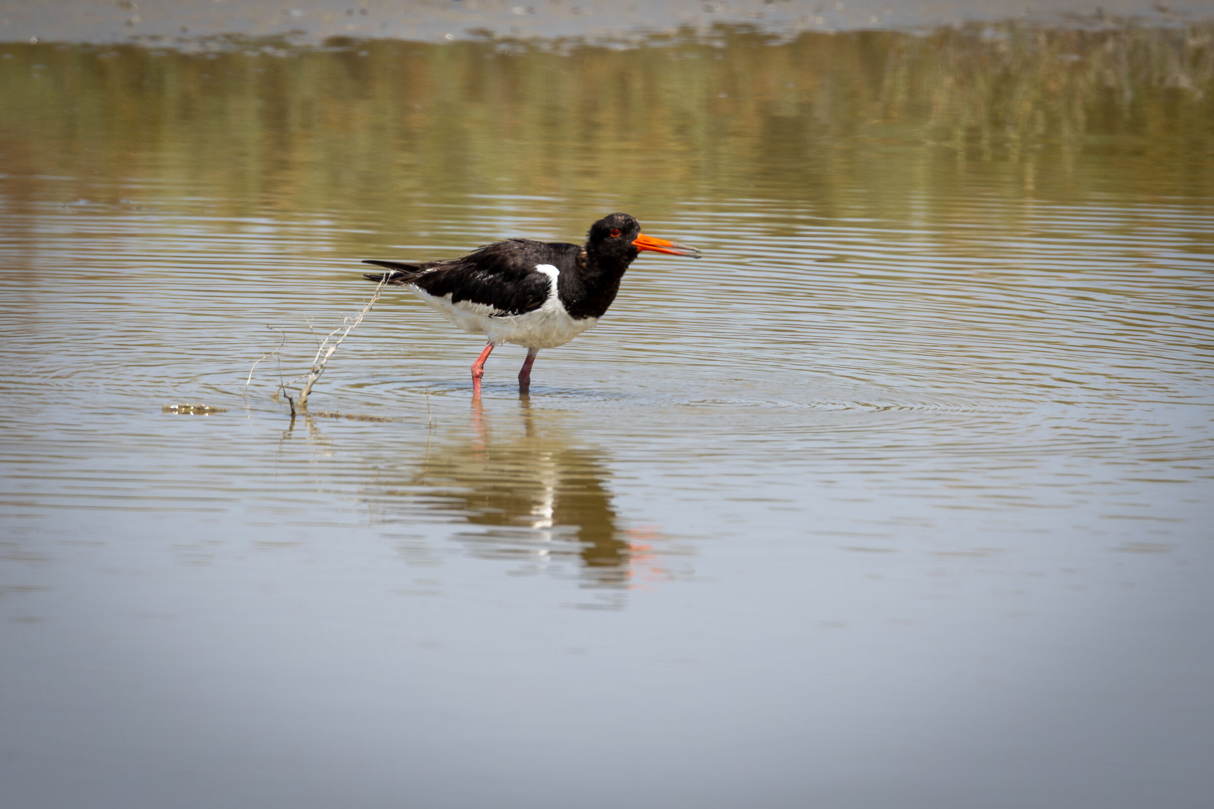Oystercatcher