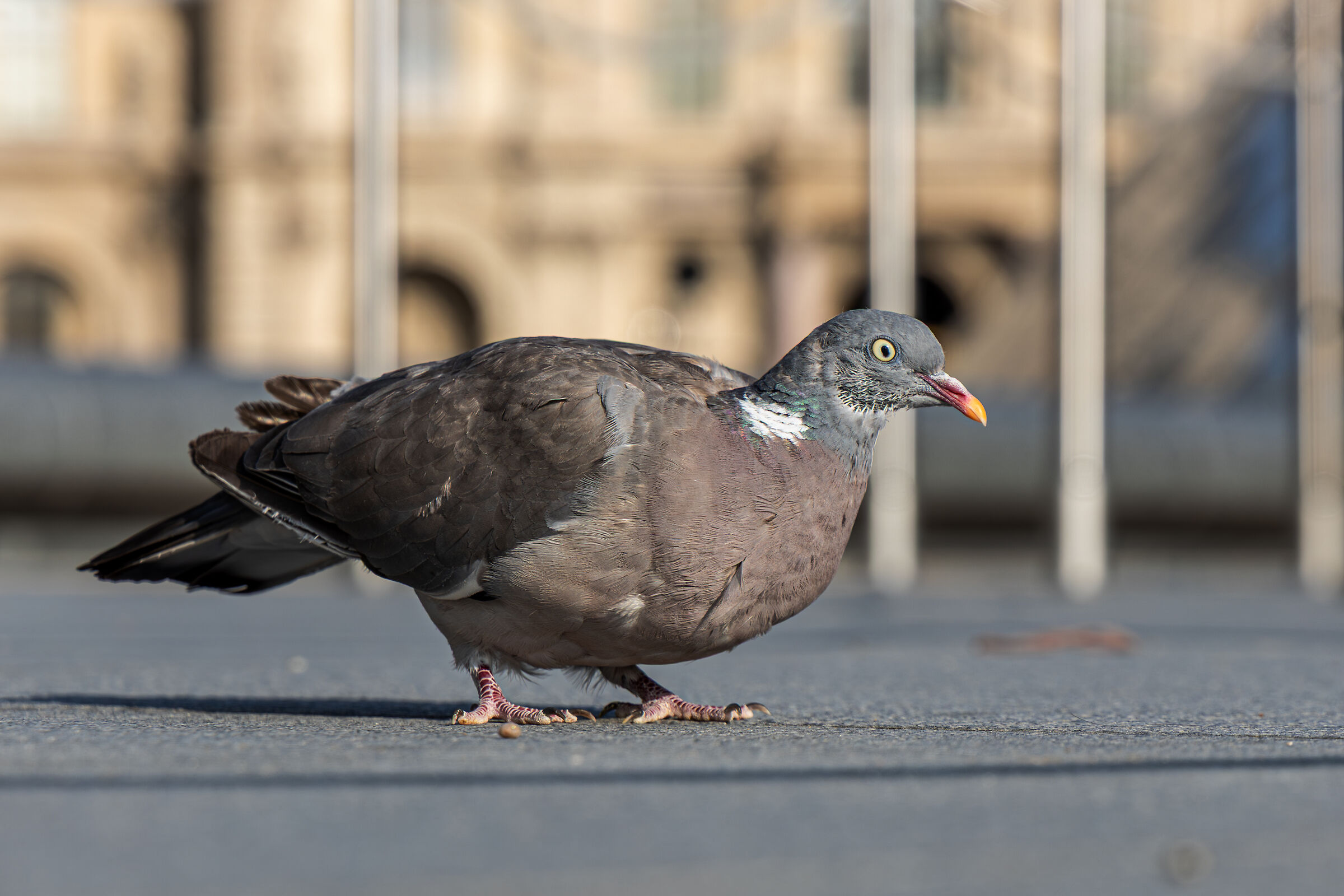 Wood pigeon