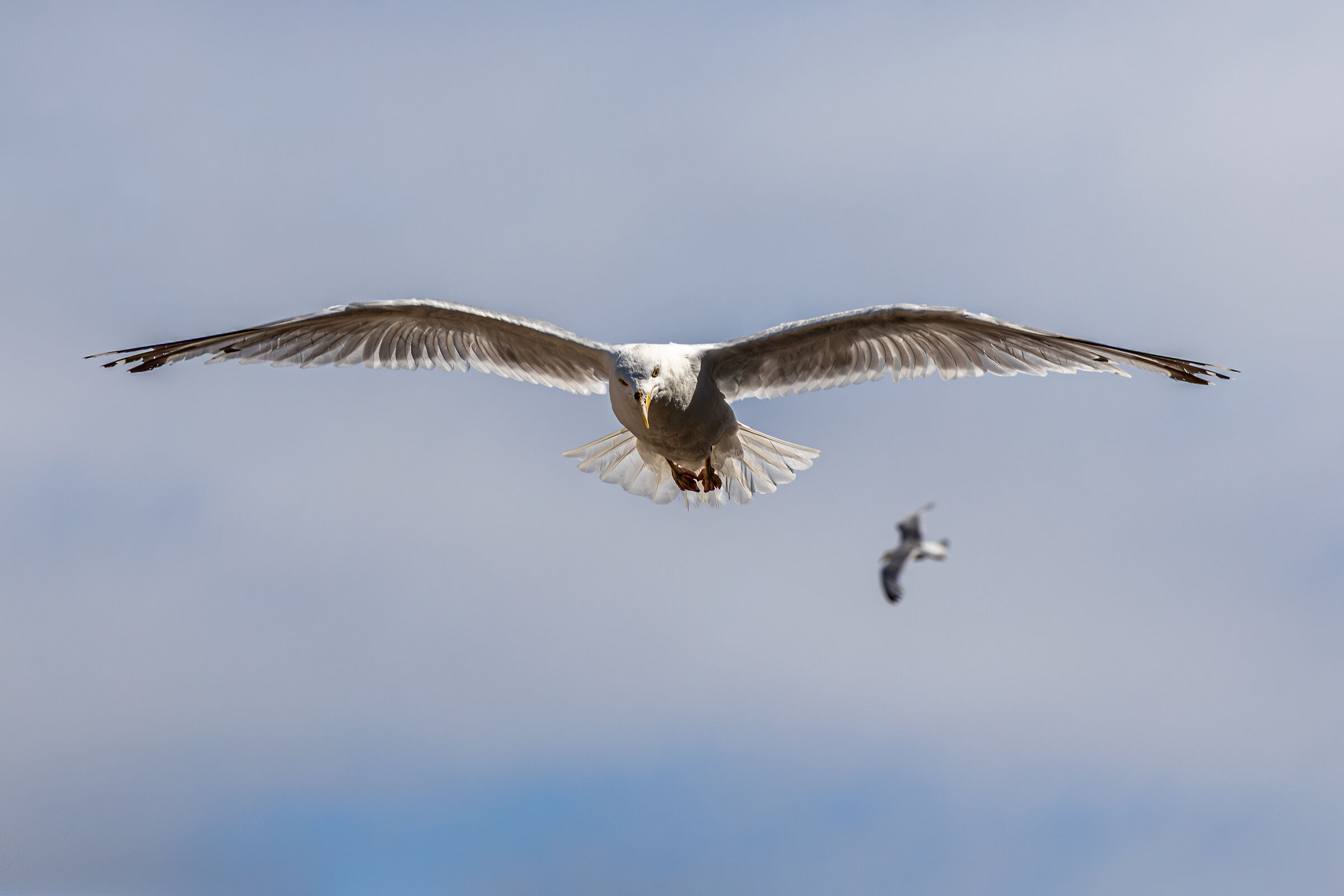 Seagull