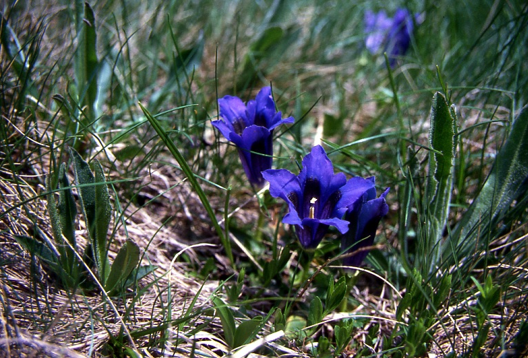 Flowers among the stones