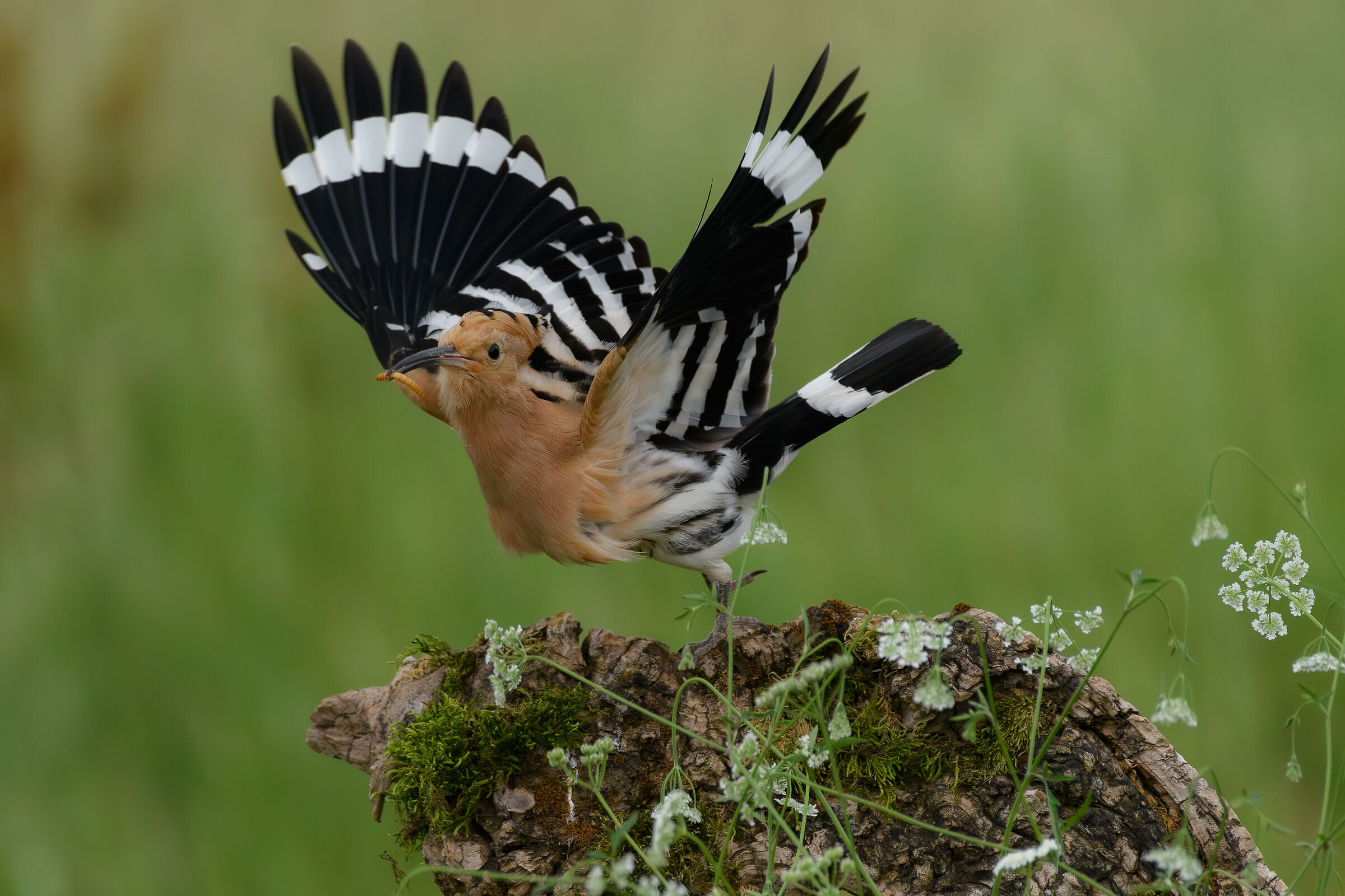 Hoopoe