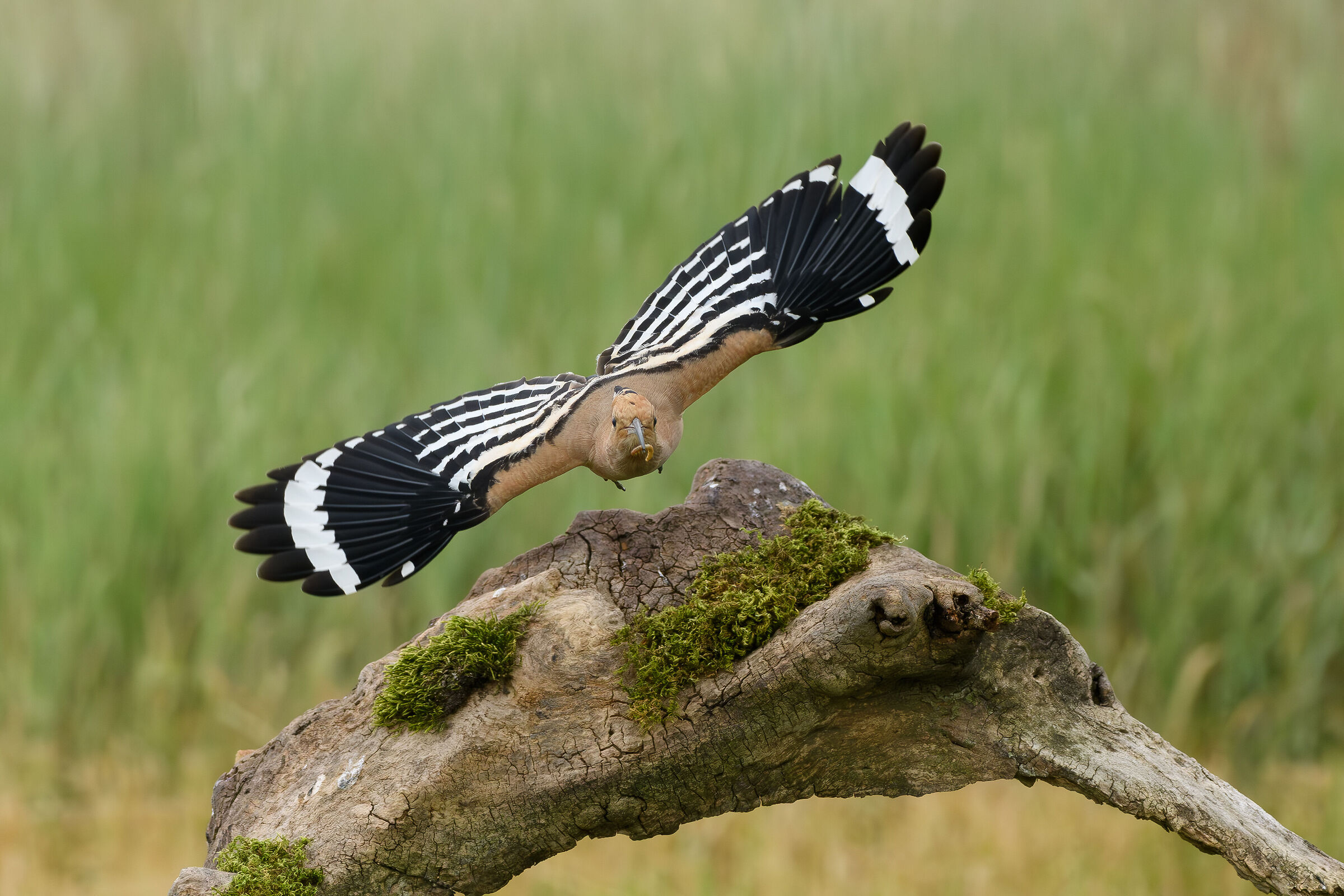Hoopoe
