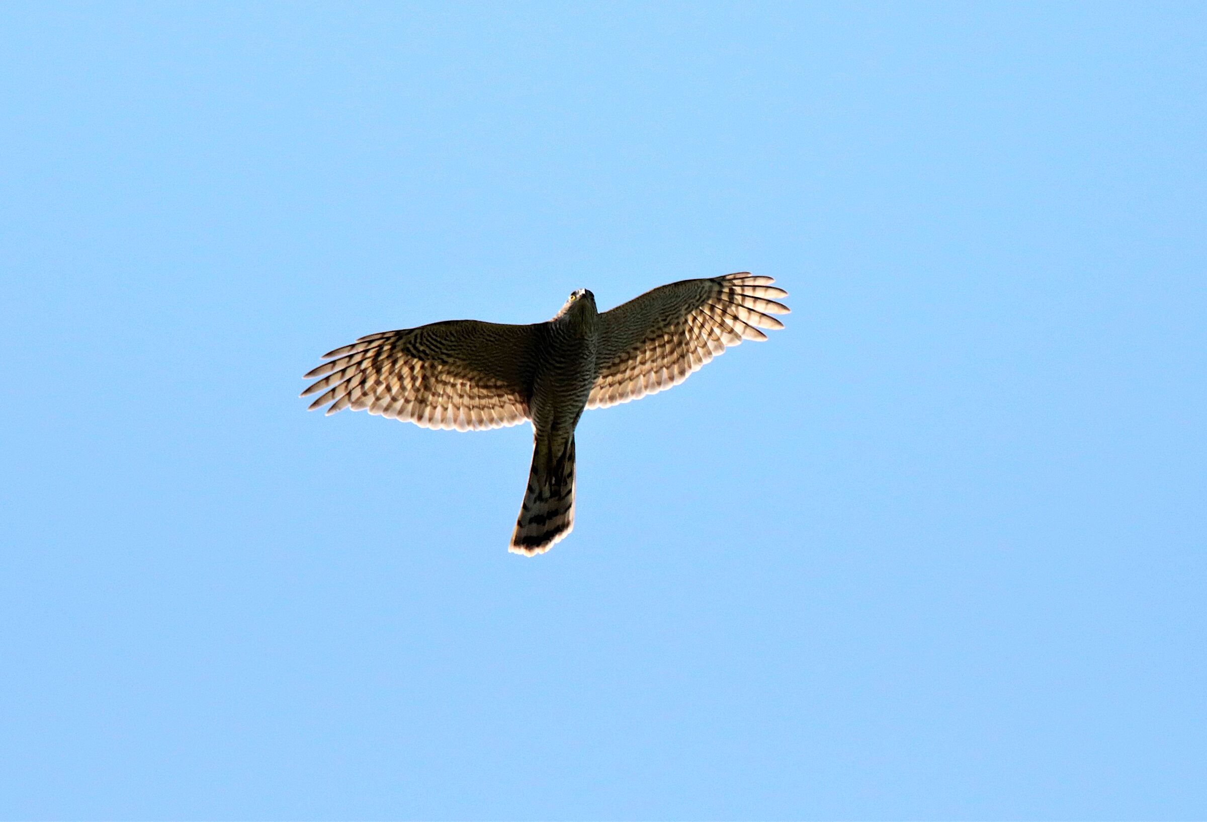 Sparrowhawk