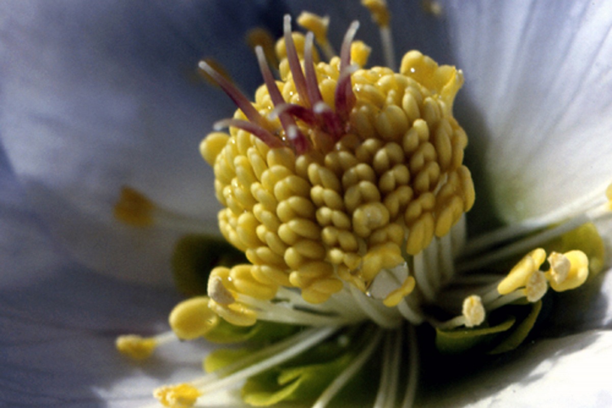 first blooms after the snow