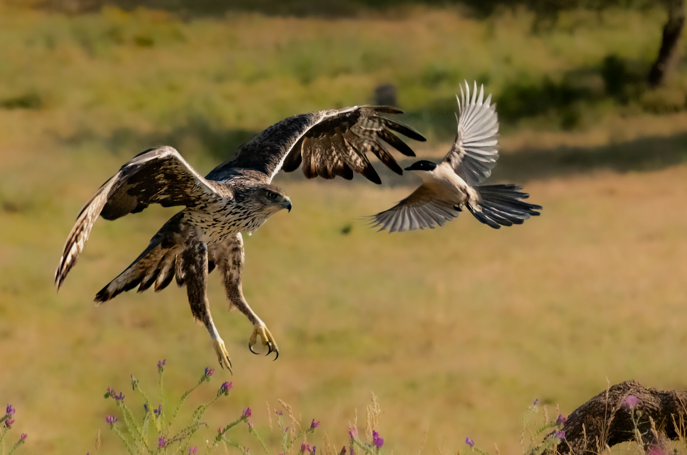Bonelli vs Magpie