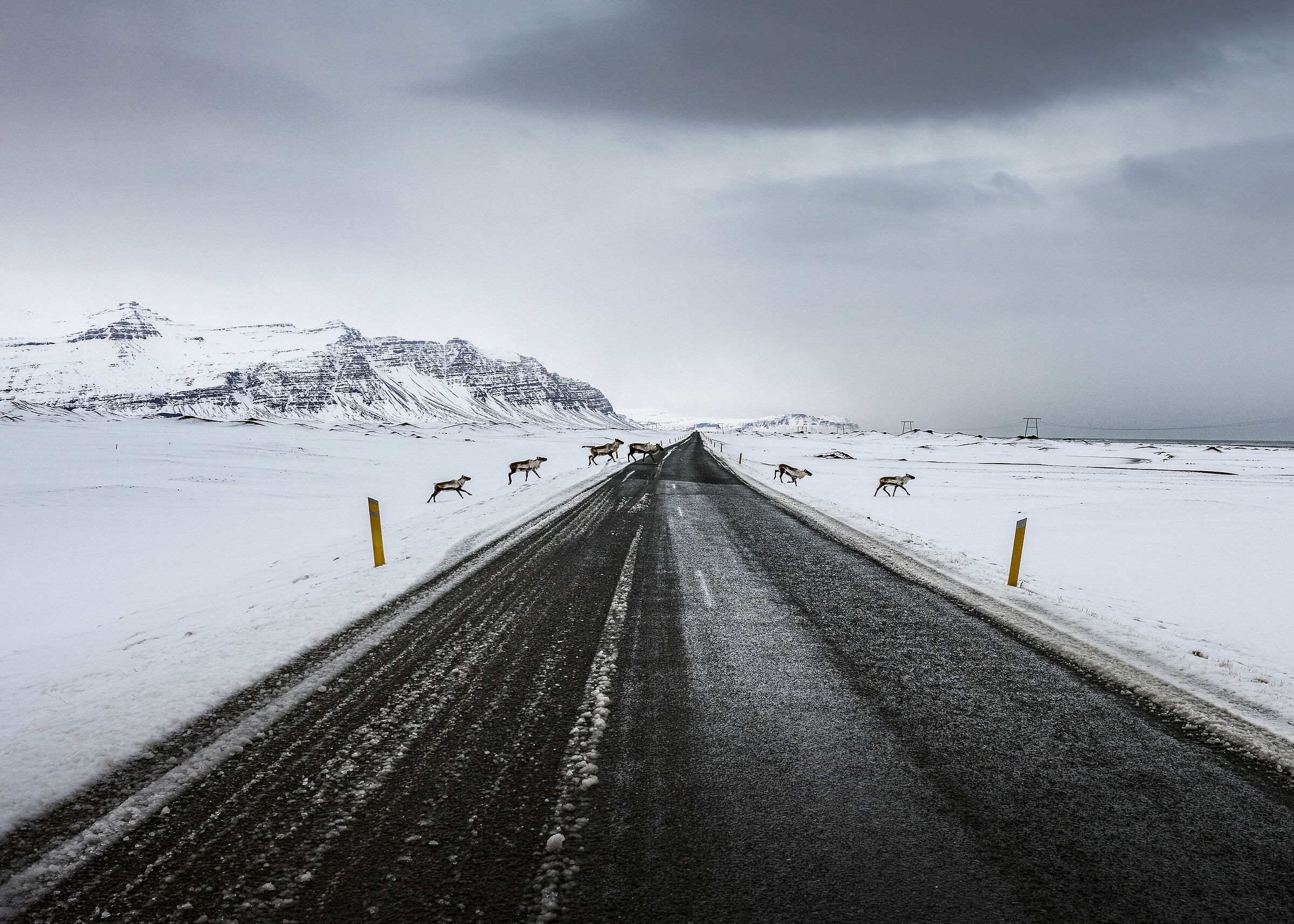 Reindeer crossing