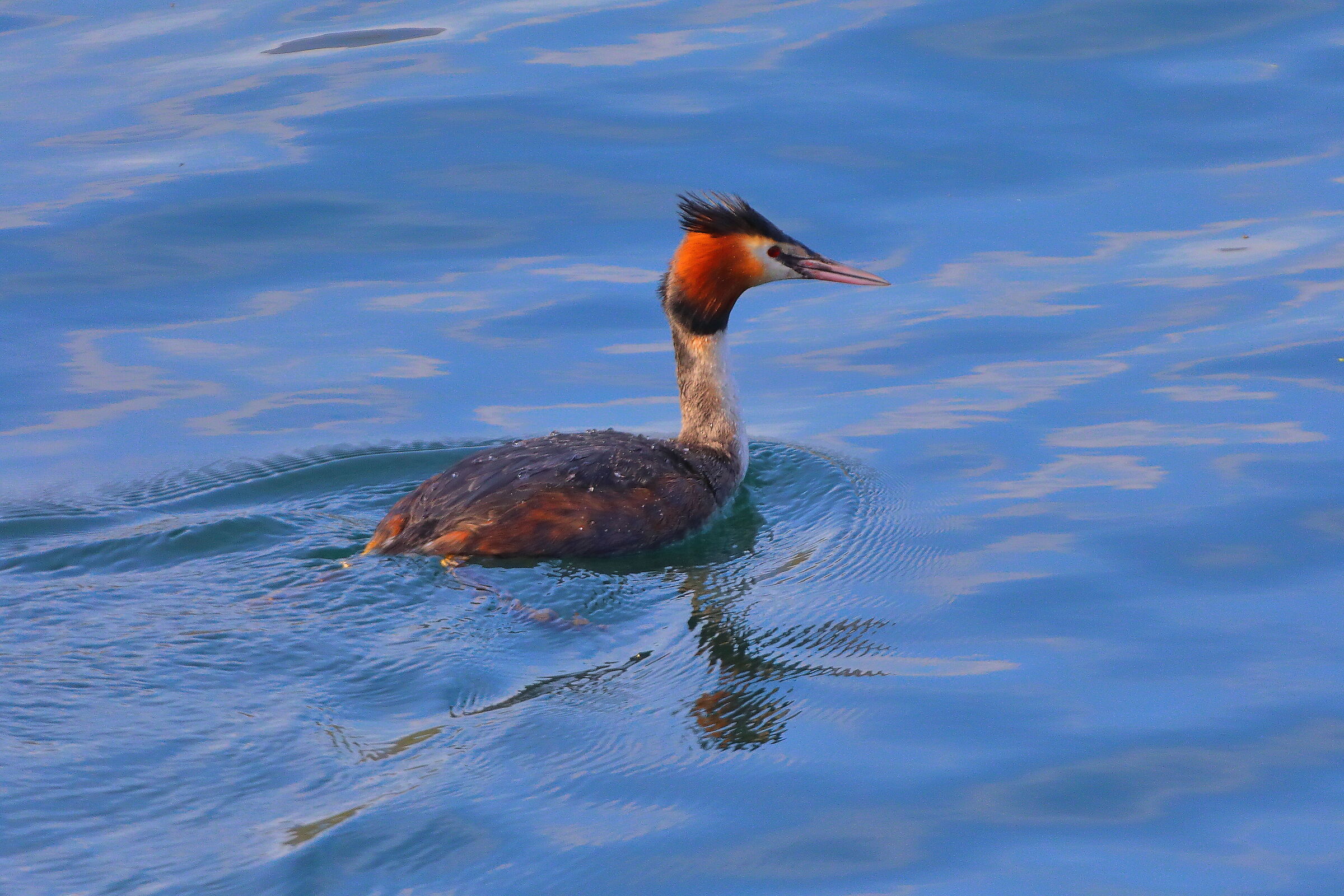 Grebe March 28, 2026