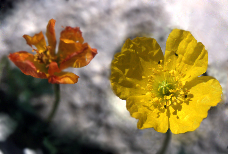 Flowers among the stones
