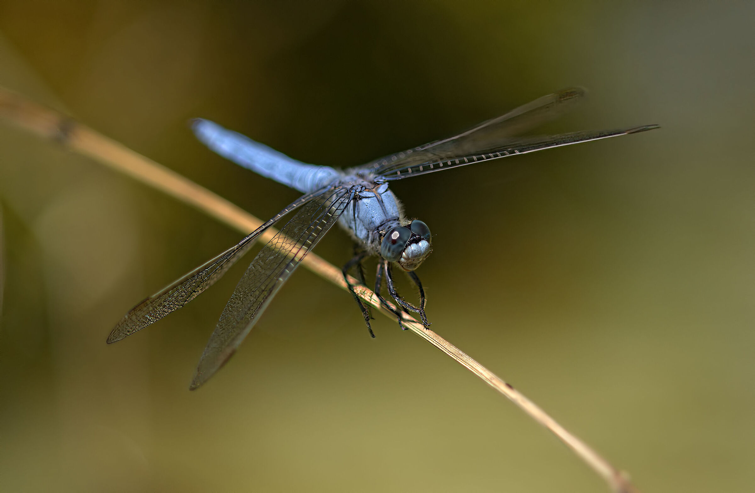 Orthetrum brunneum