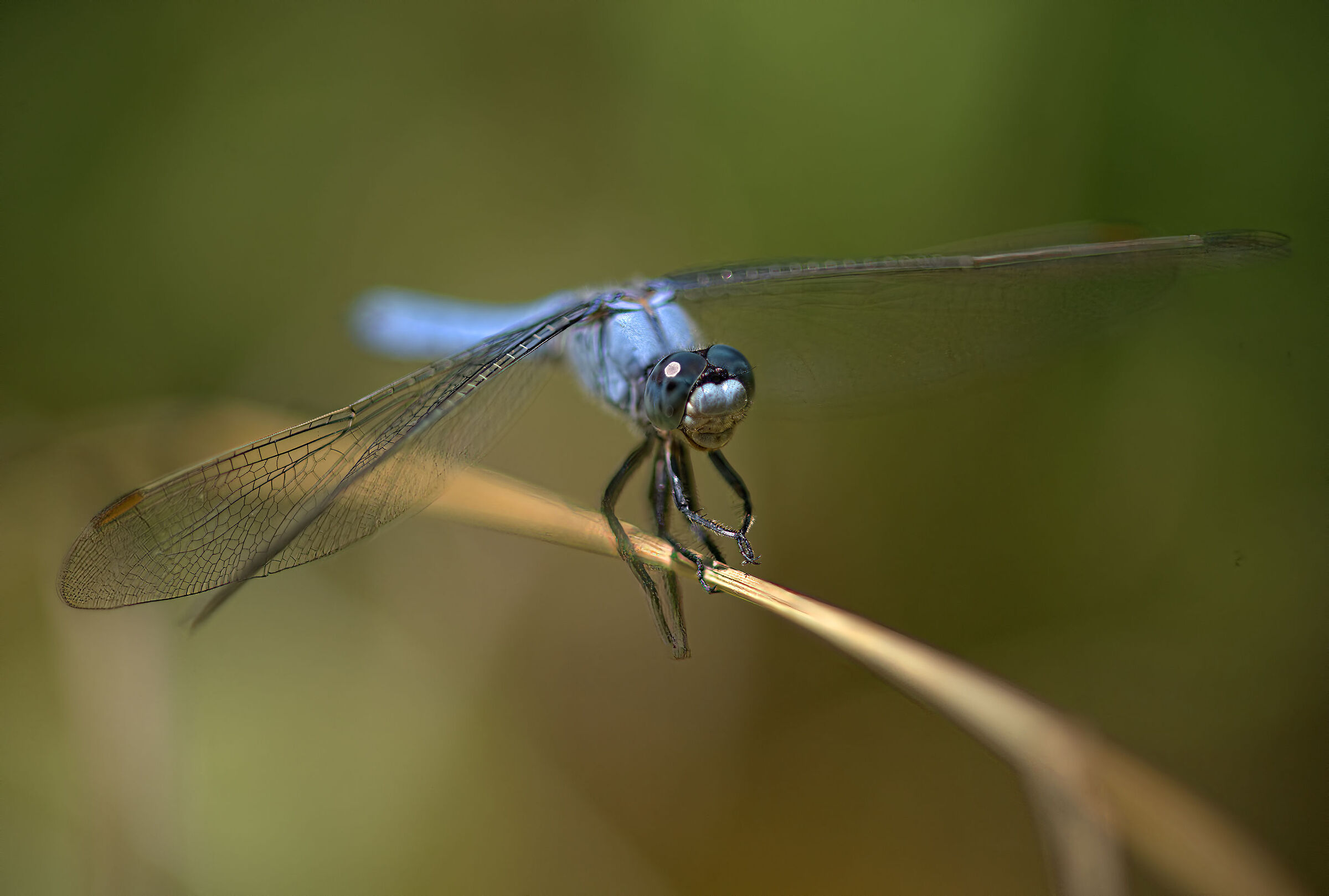 Orthetrum brunneum