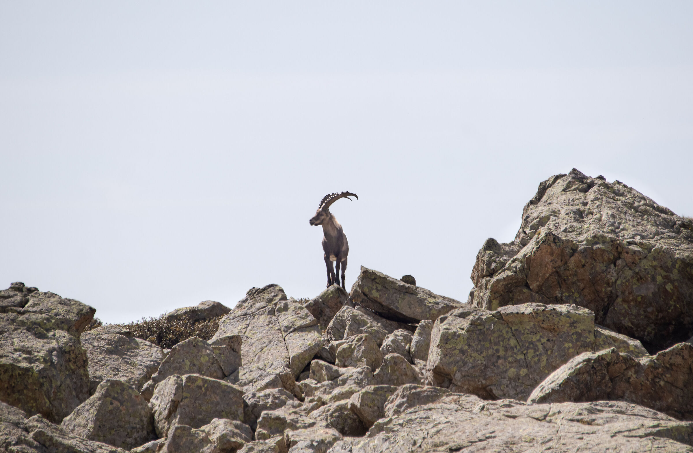 Capra Ibex