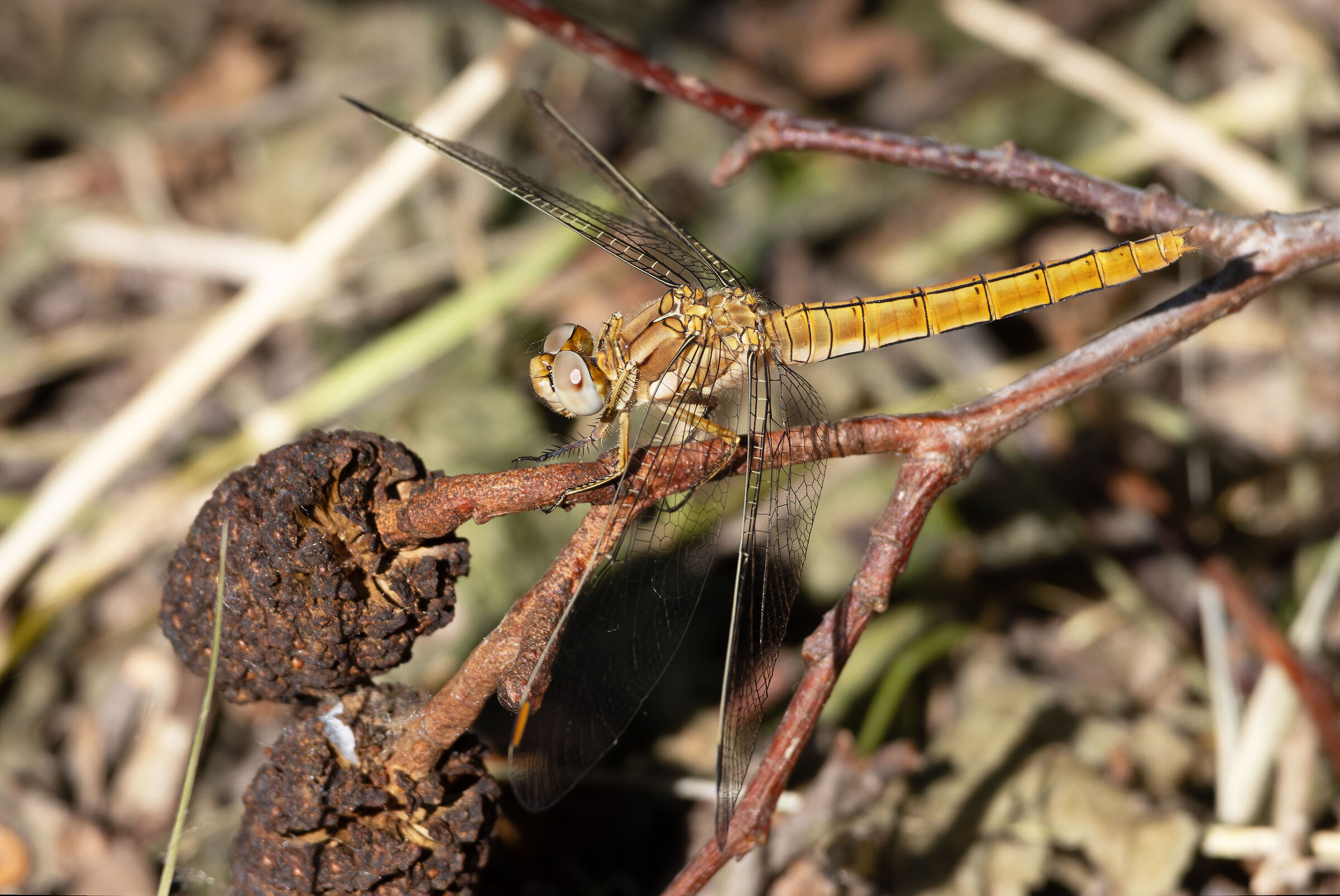 Celestial Arrow (Orthetrum brunneum)