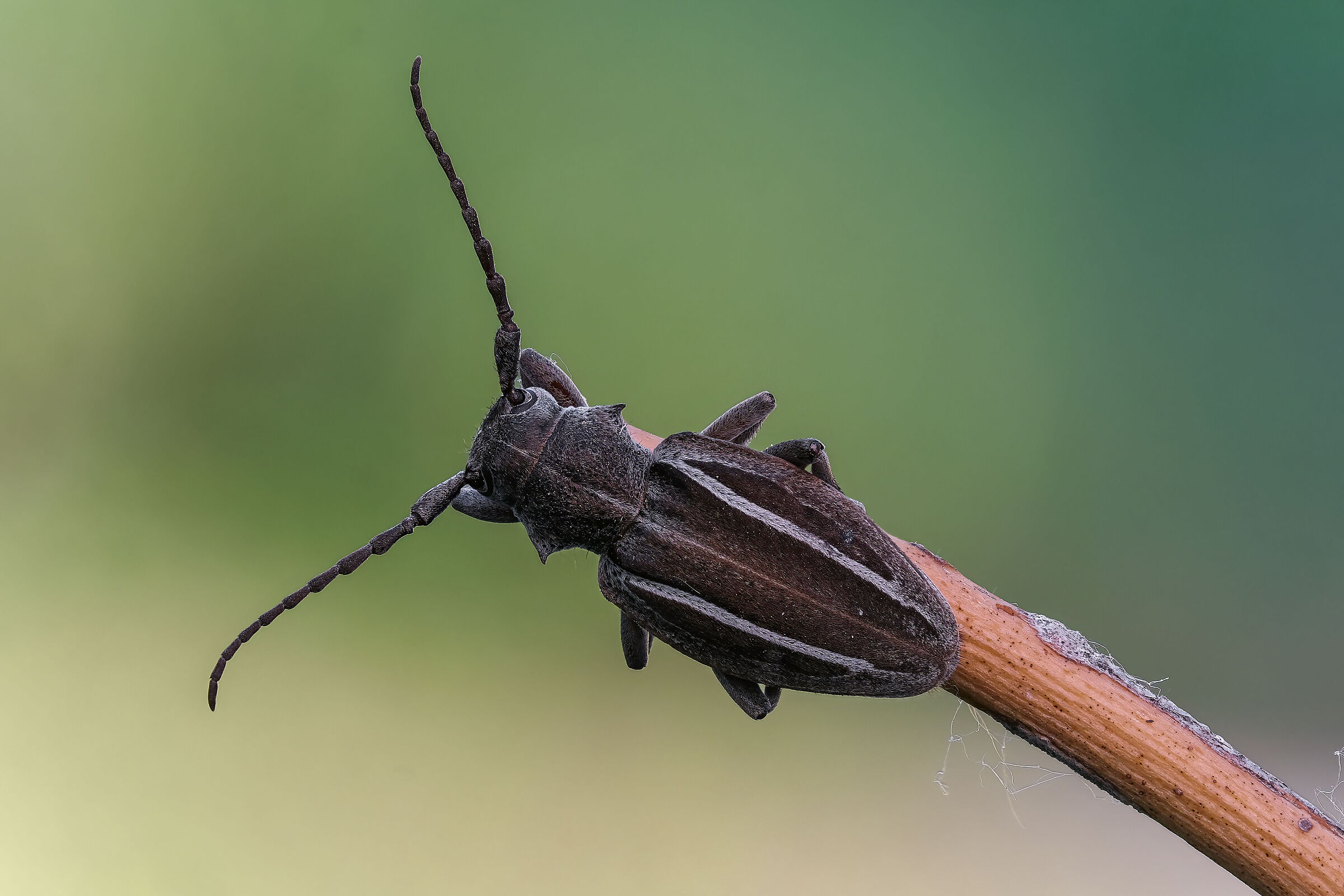 Neodorcadion bilineatum