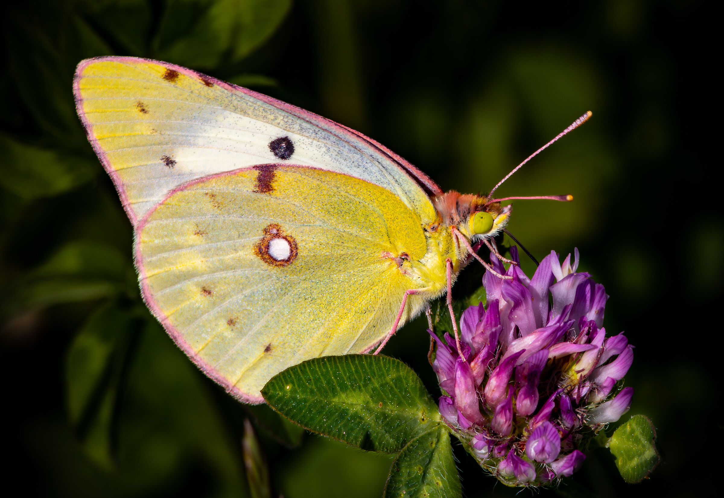 Colias cruceos - migratory butterfly