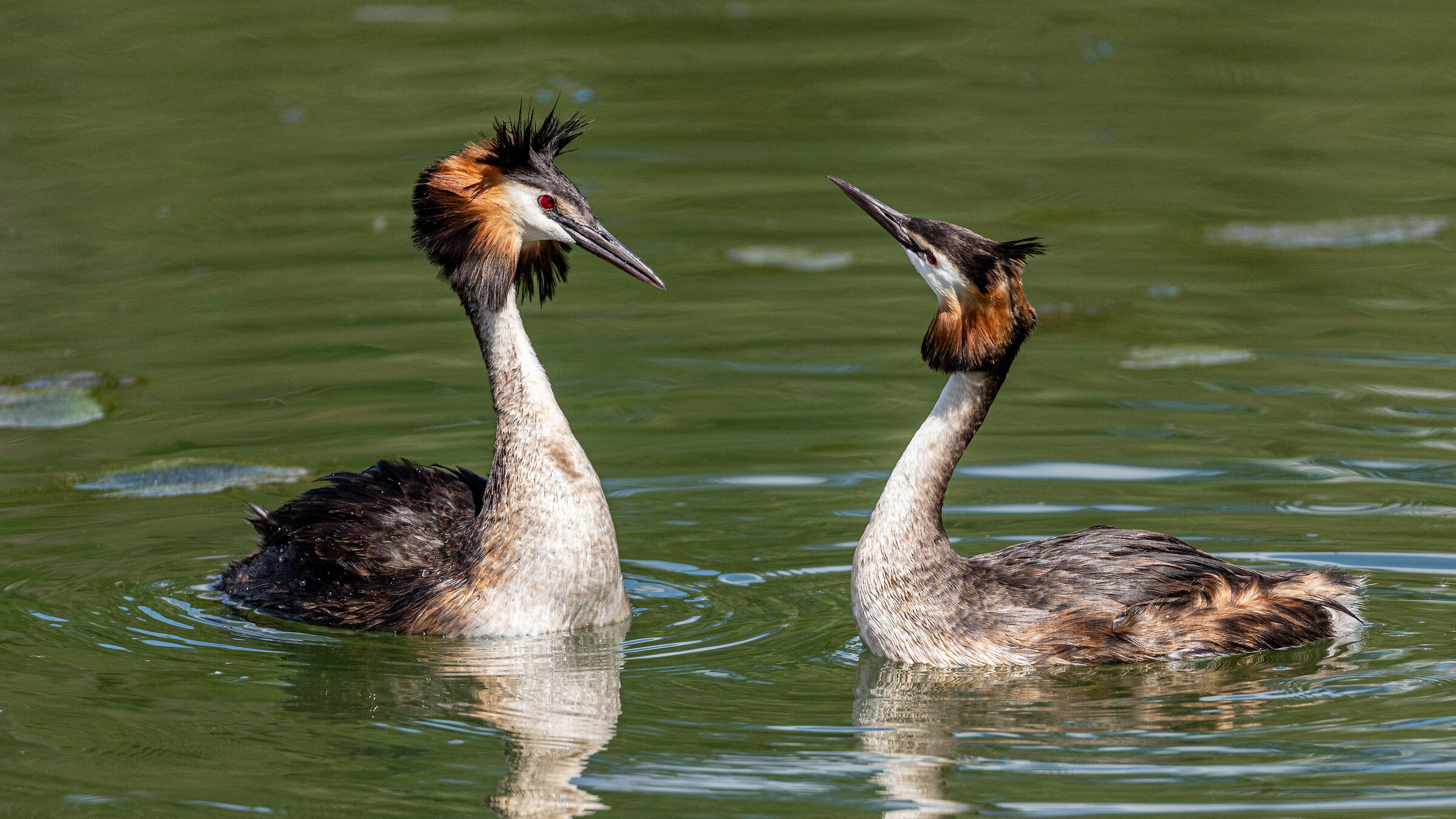 Let's start dance again x mating Grebes !!