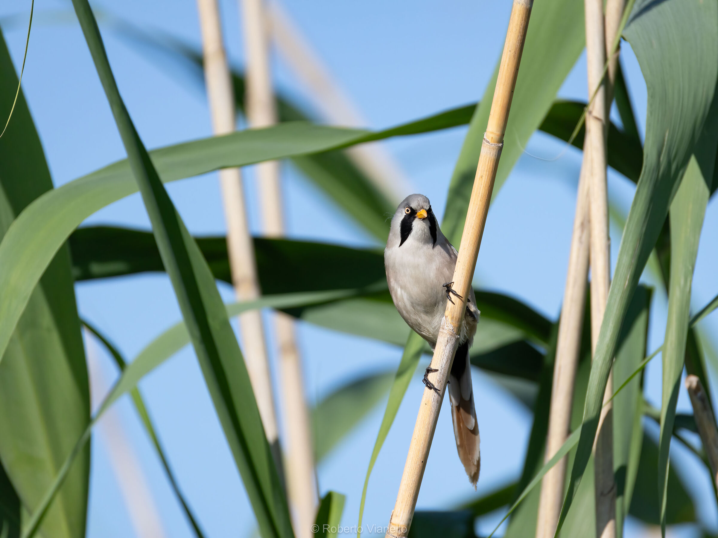 Basettino (Panurus biarmicus)