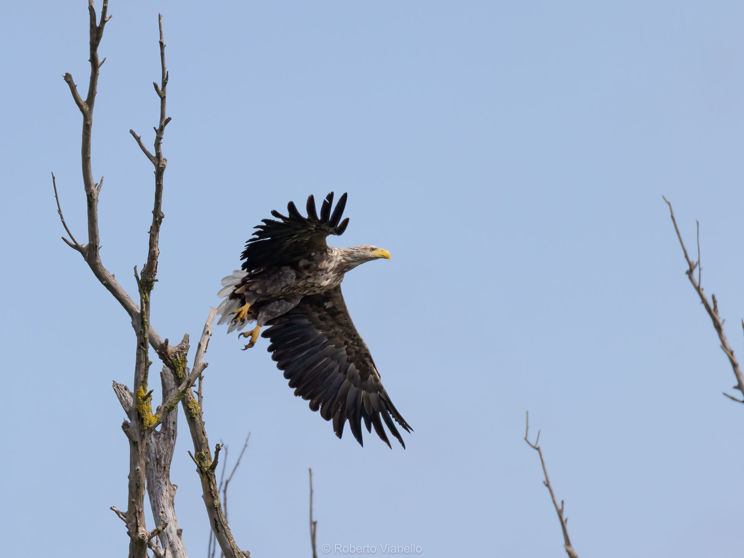 Aquila di mare codabianca (Haliaeetus albicilla)