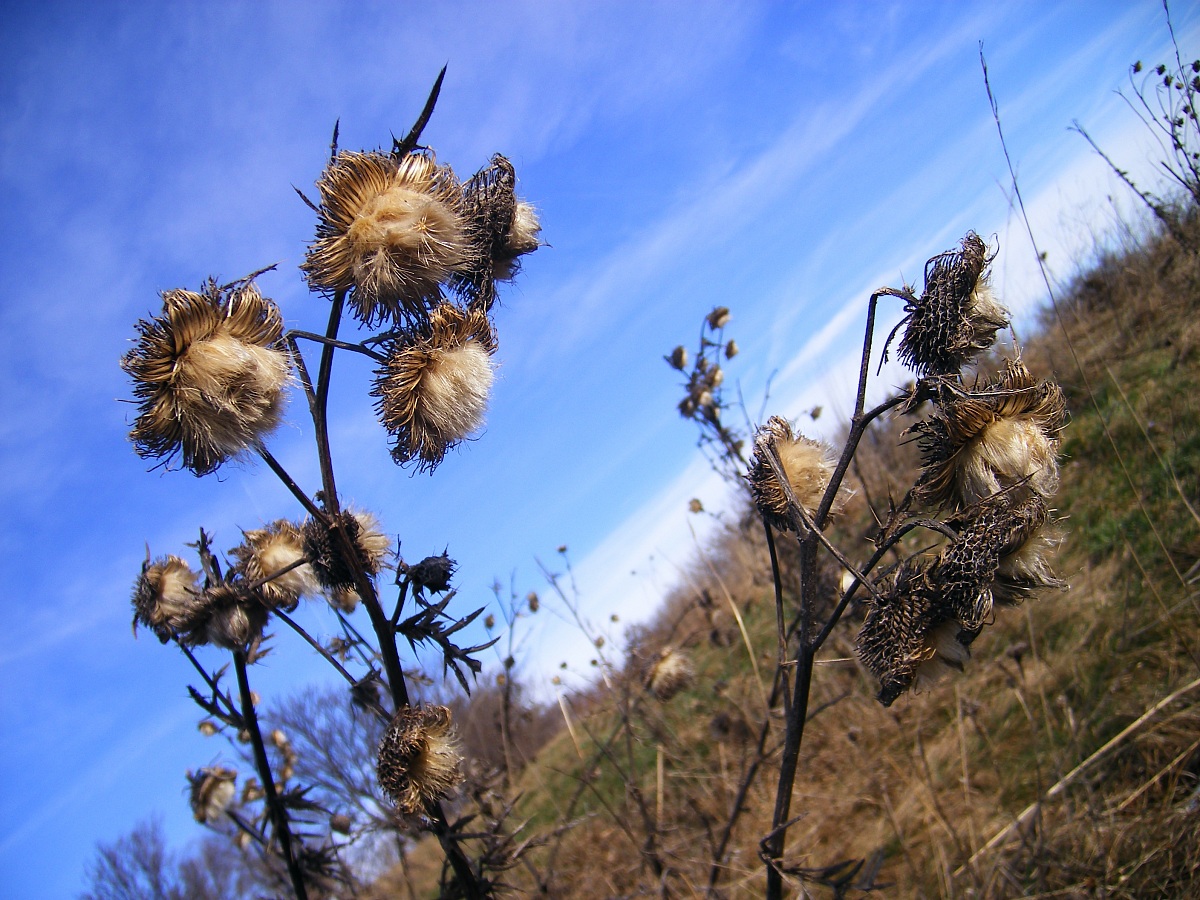 thistle flower