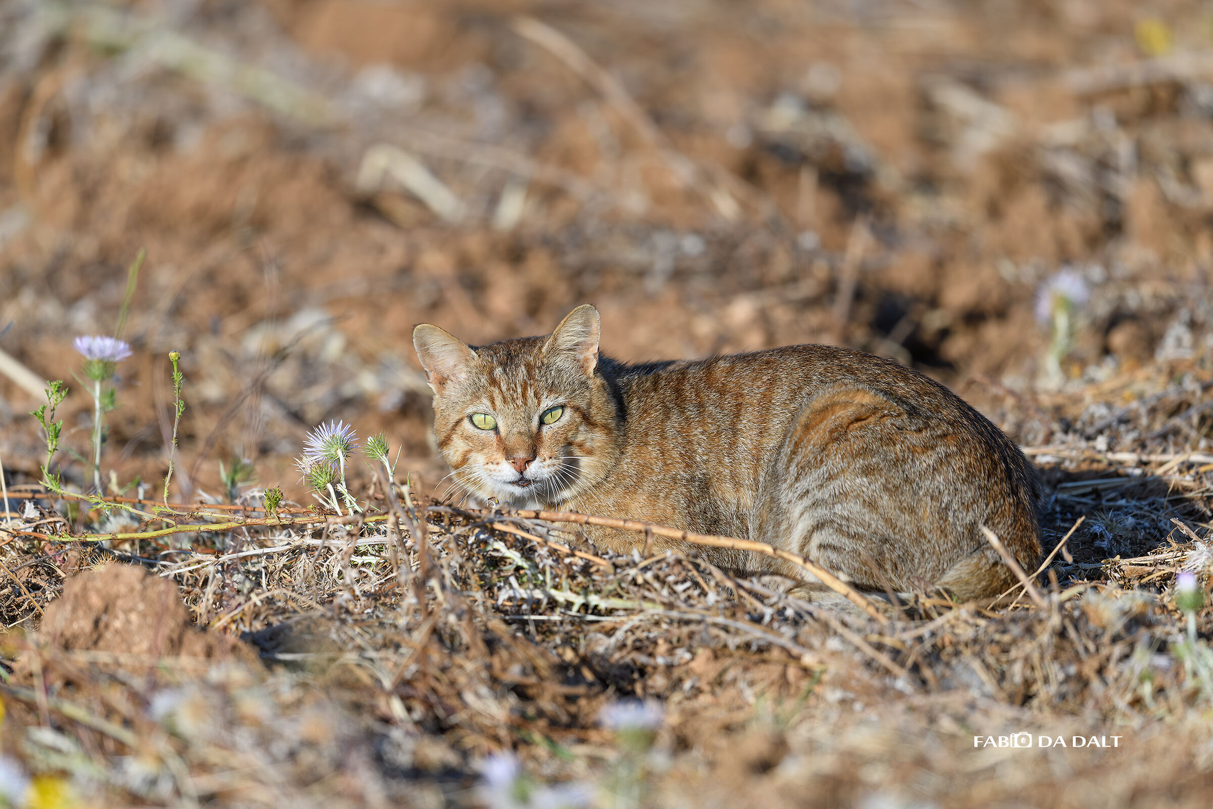 Gatto Selvatico Sardo (Felis Silvestris Sardа)