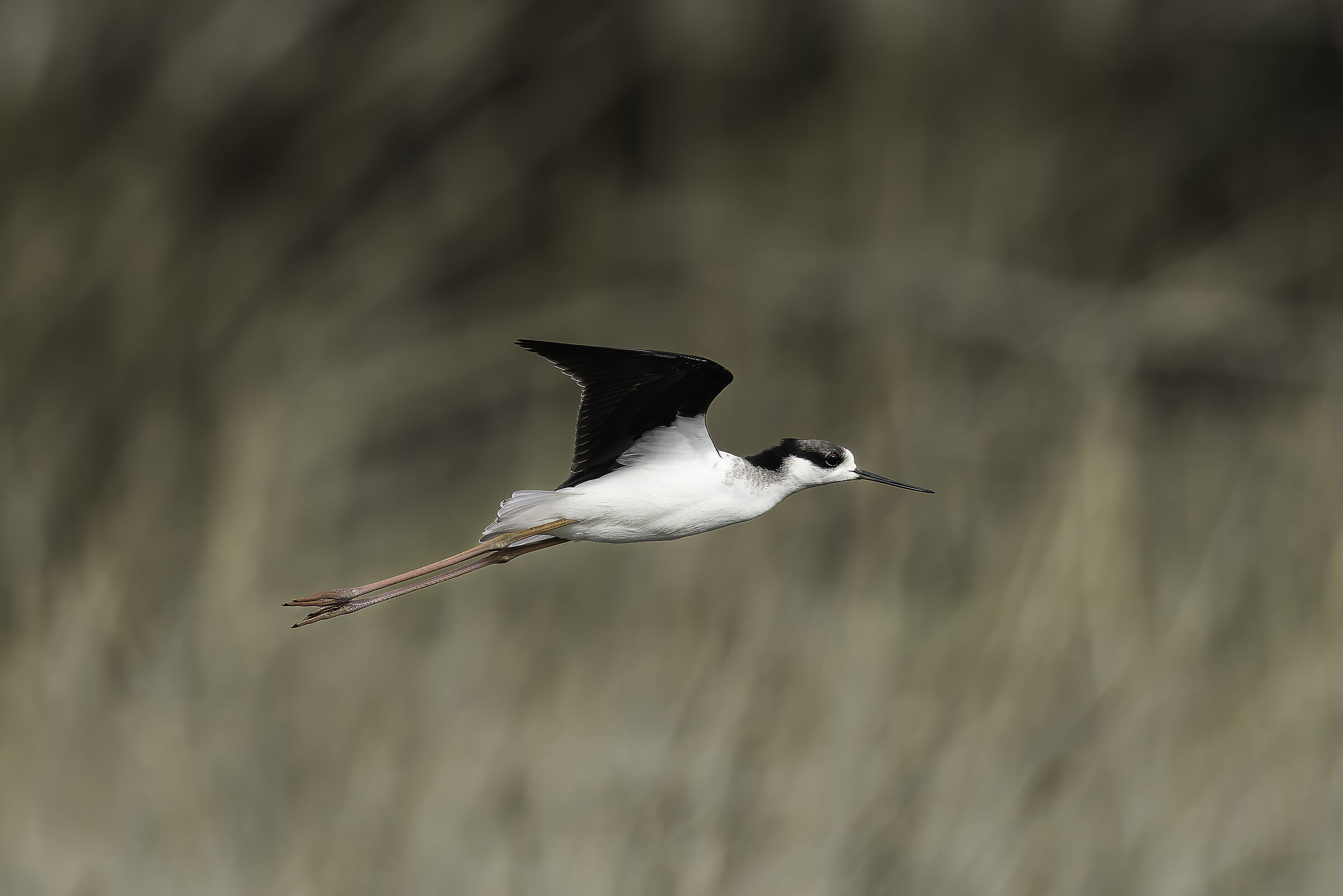 Tèro reale (Himantopus mexicanus)