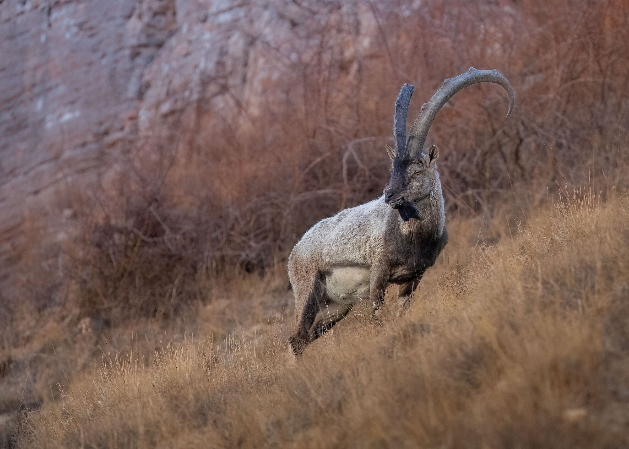 Mountain goat in the highlands