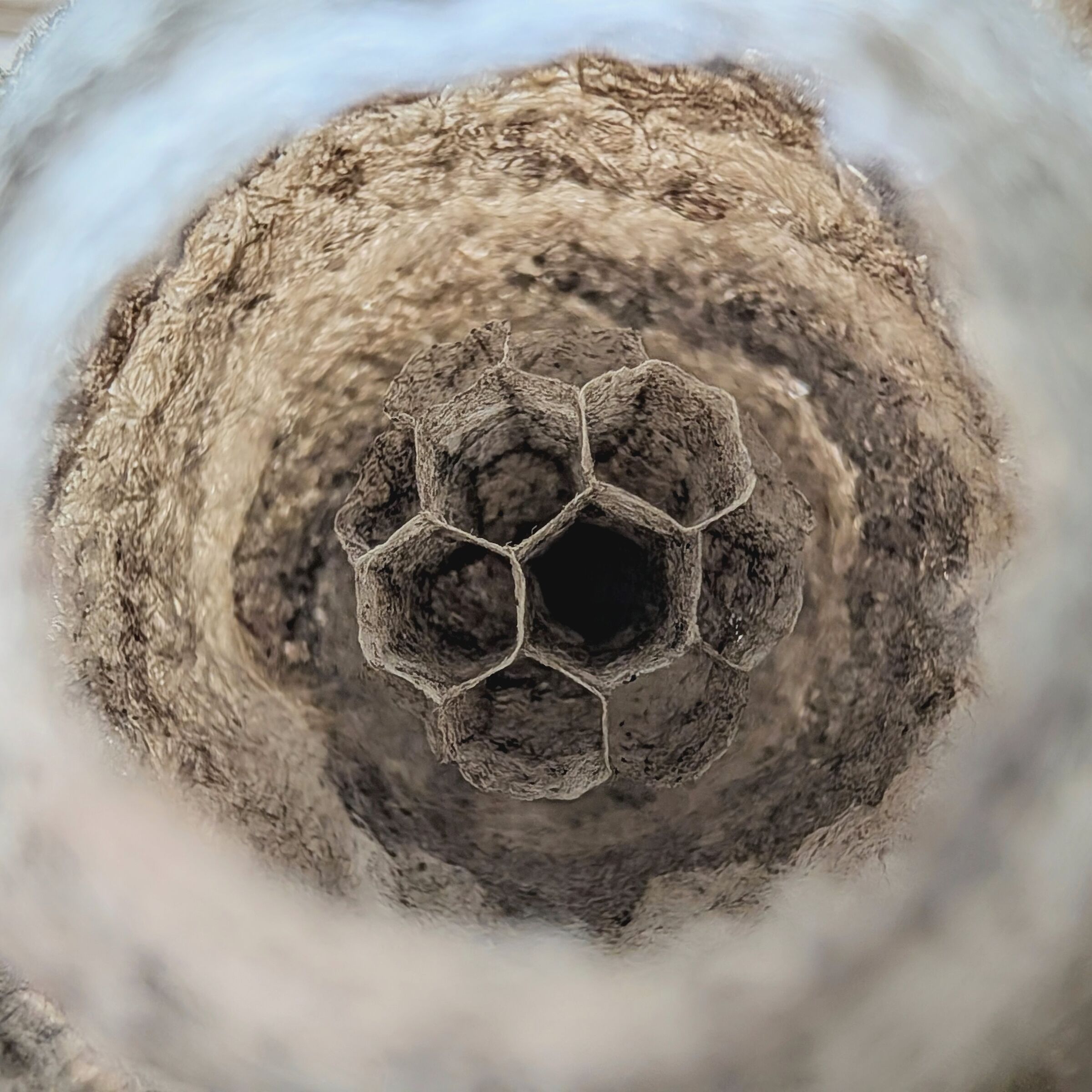 The nest