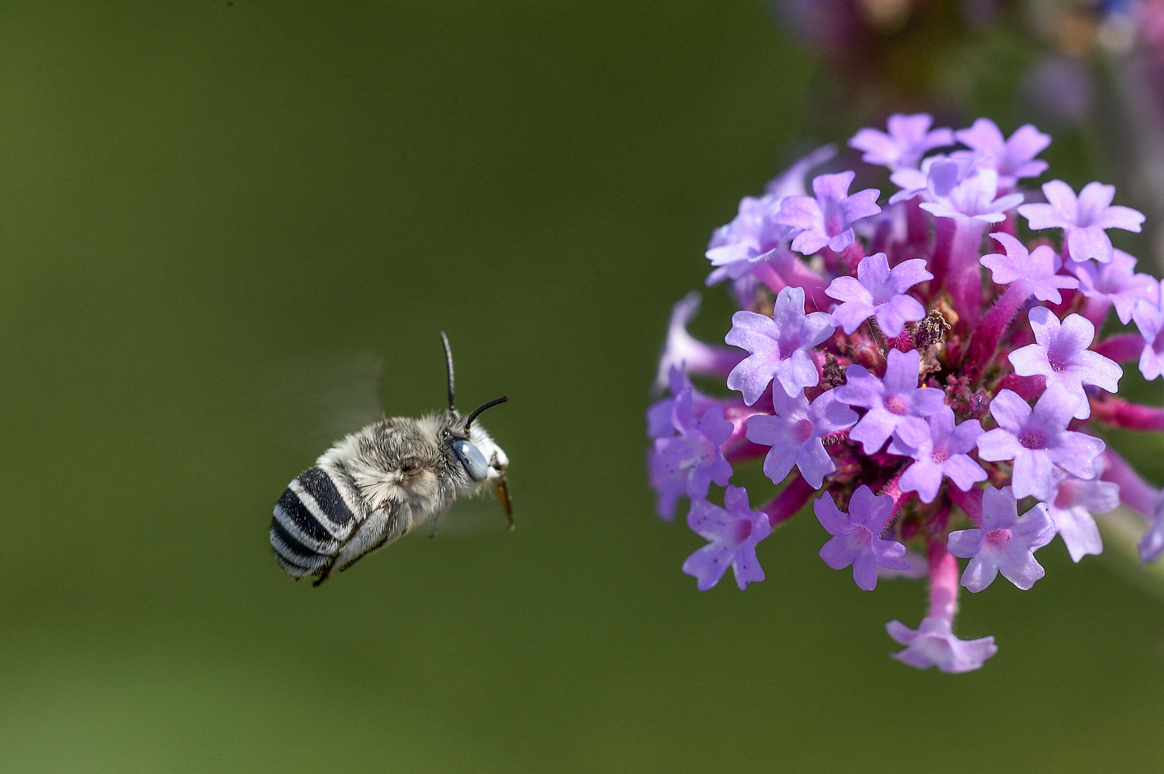 Amegilla Bee