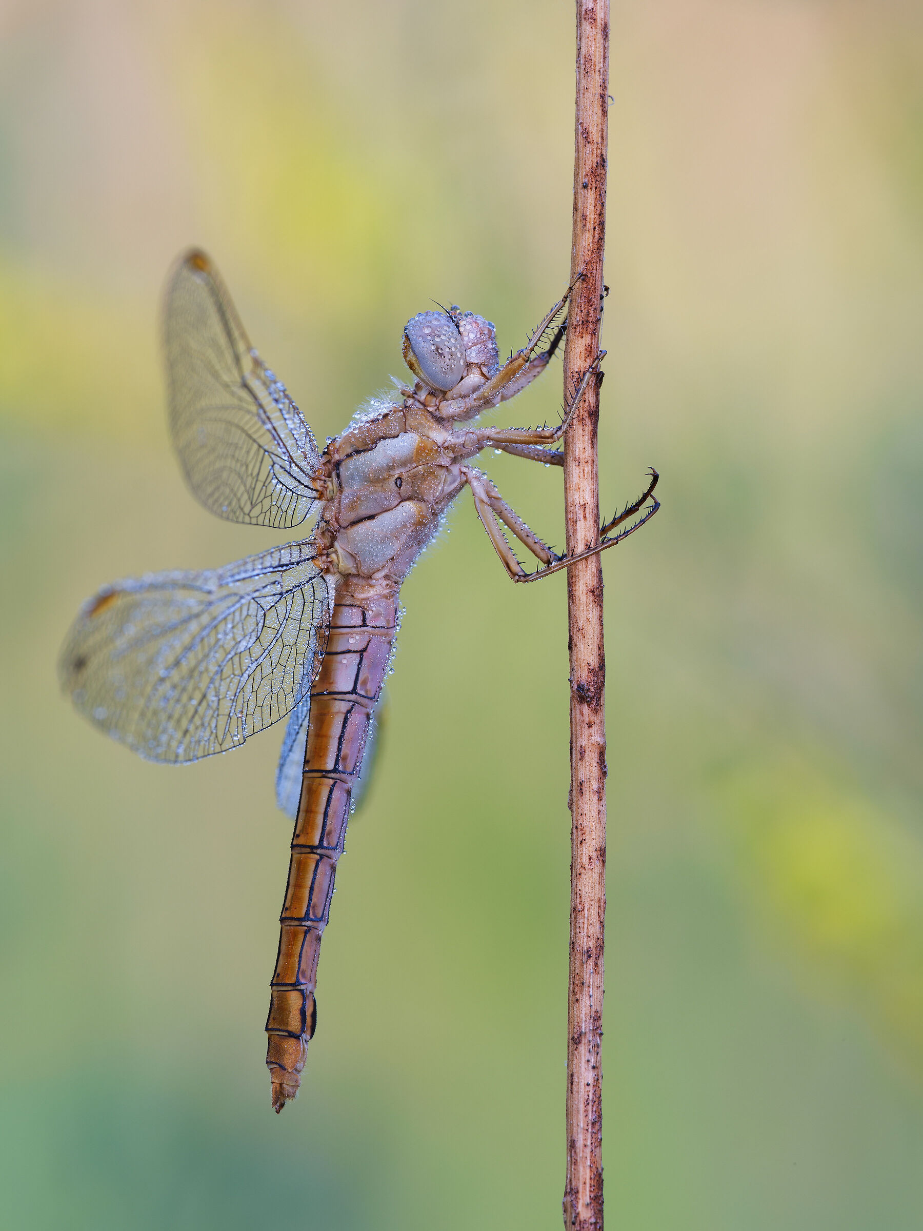 Sympetrum fonscolombii