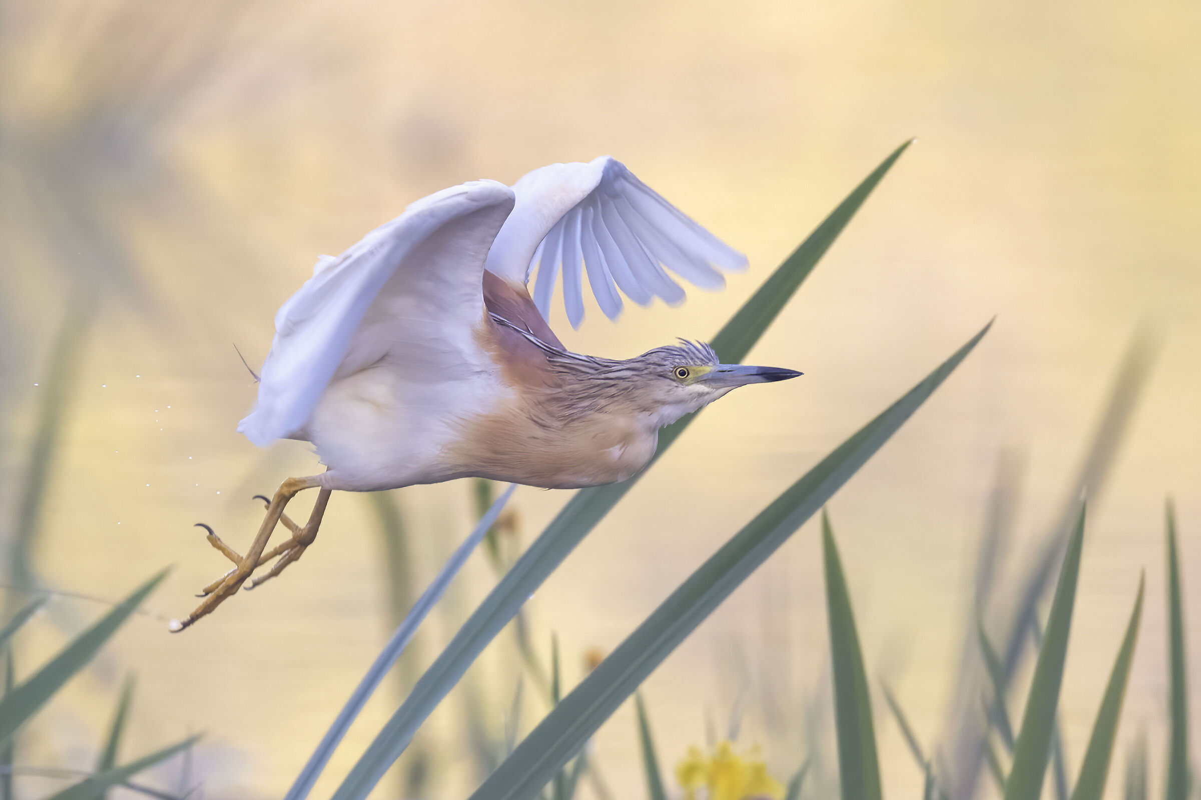 Sgarza ciuffetto poco prima dell'alba