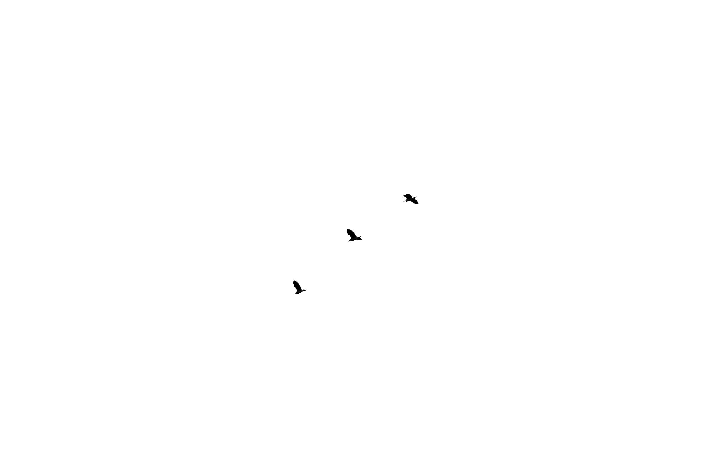 Three Birds