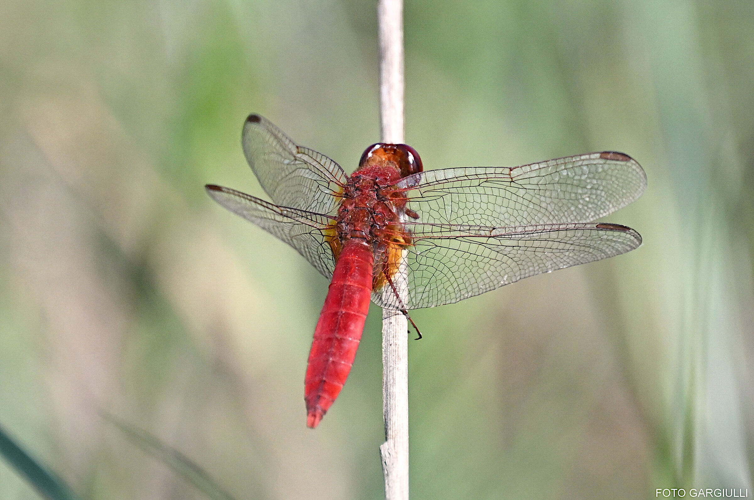 Male Scarlet Dragonfly