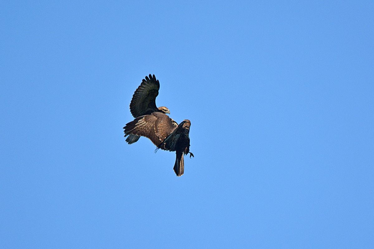 buzzards "playing"