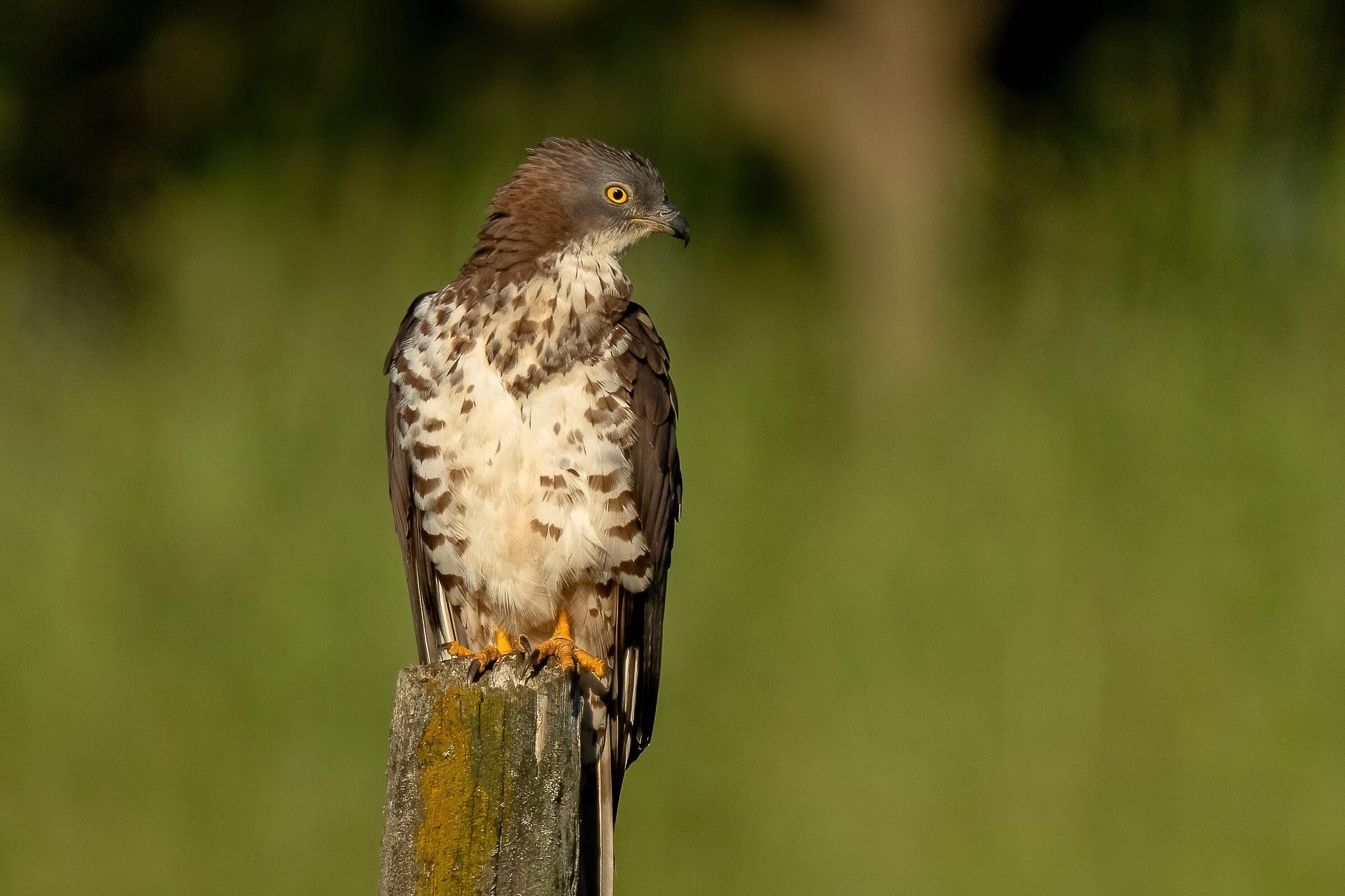 Honey Buzzard (Pernis apivorus)