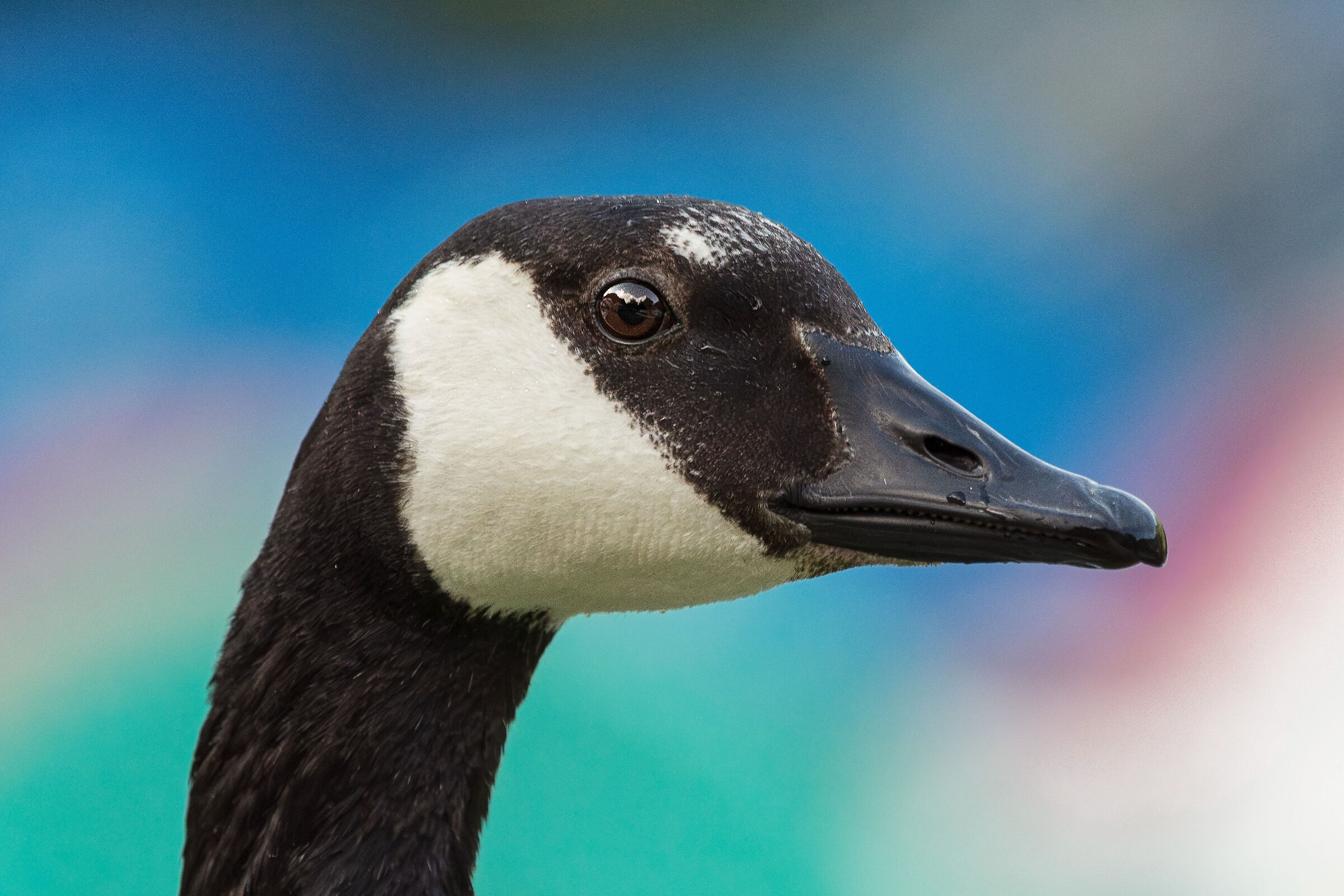Canada Goose