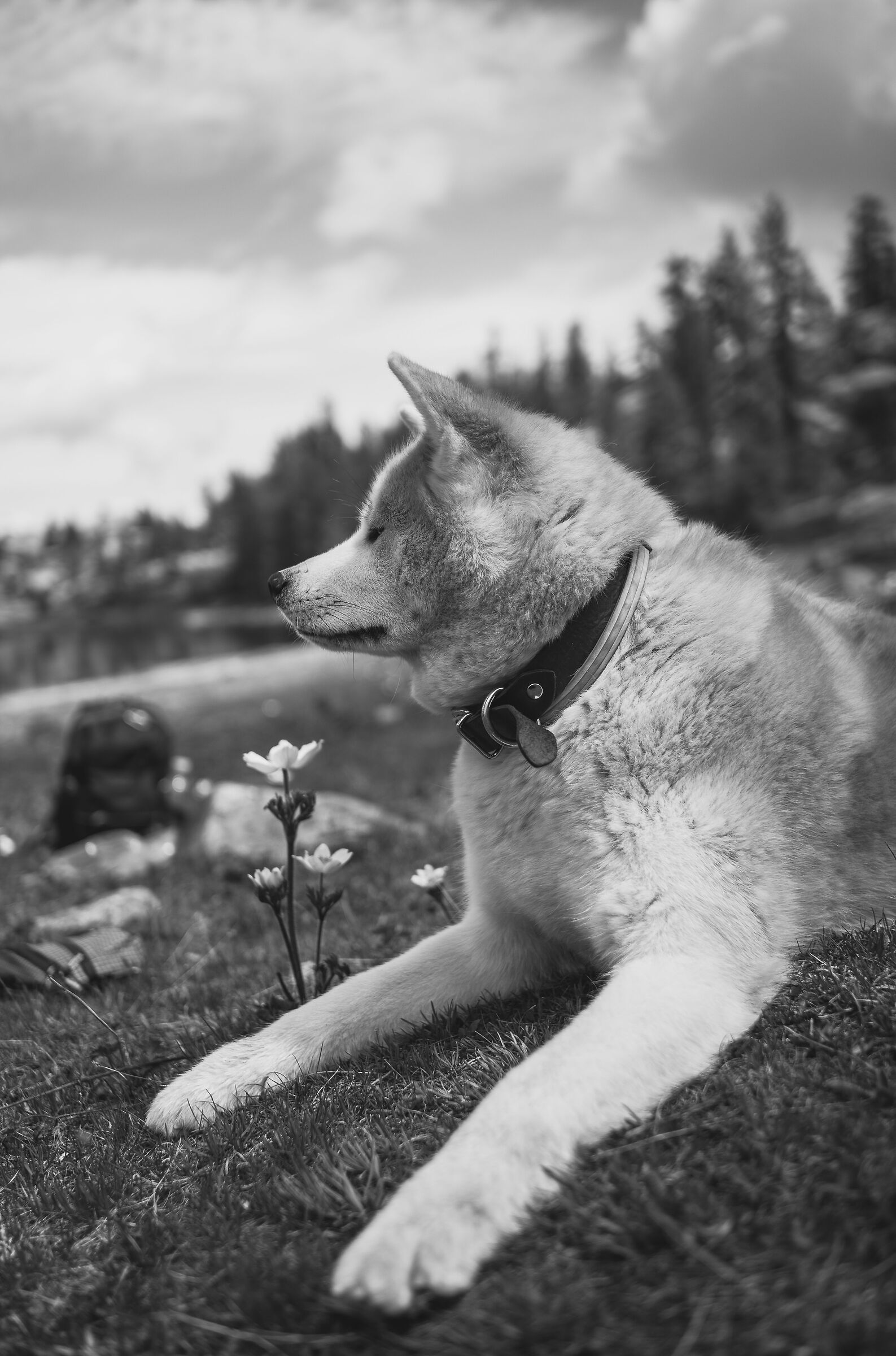 Yuki