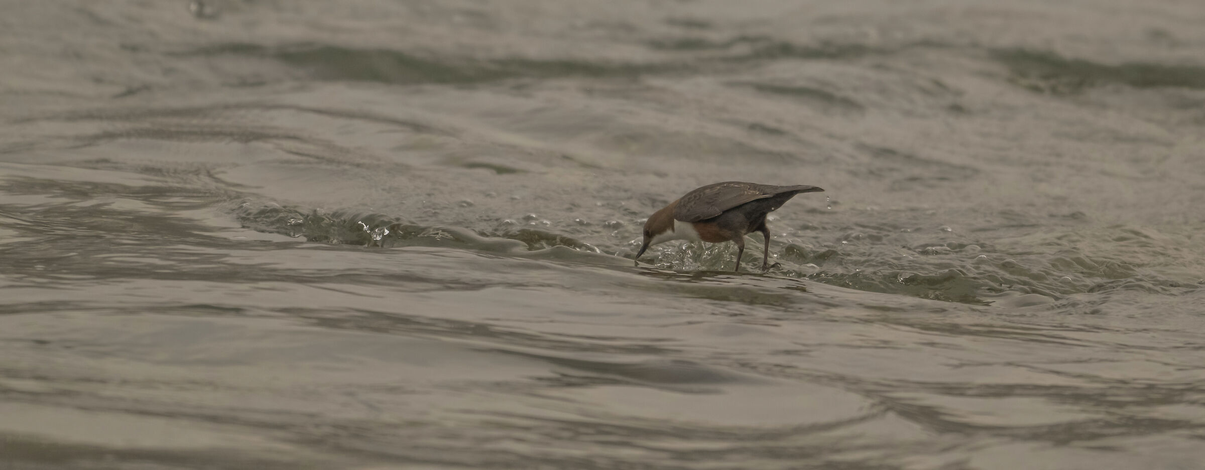Dipper