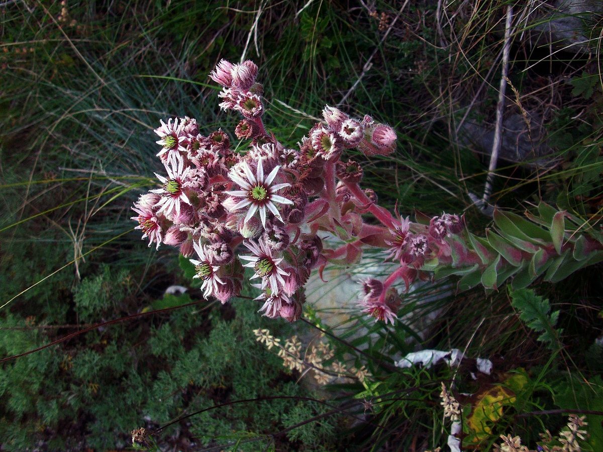mountain flowers