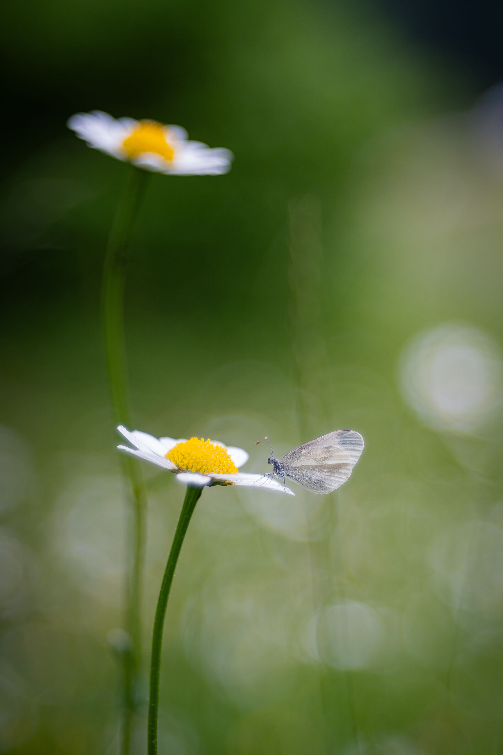 Untitled Photo