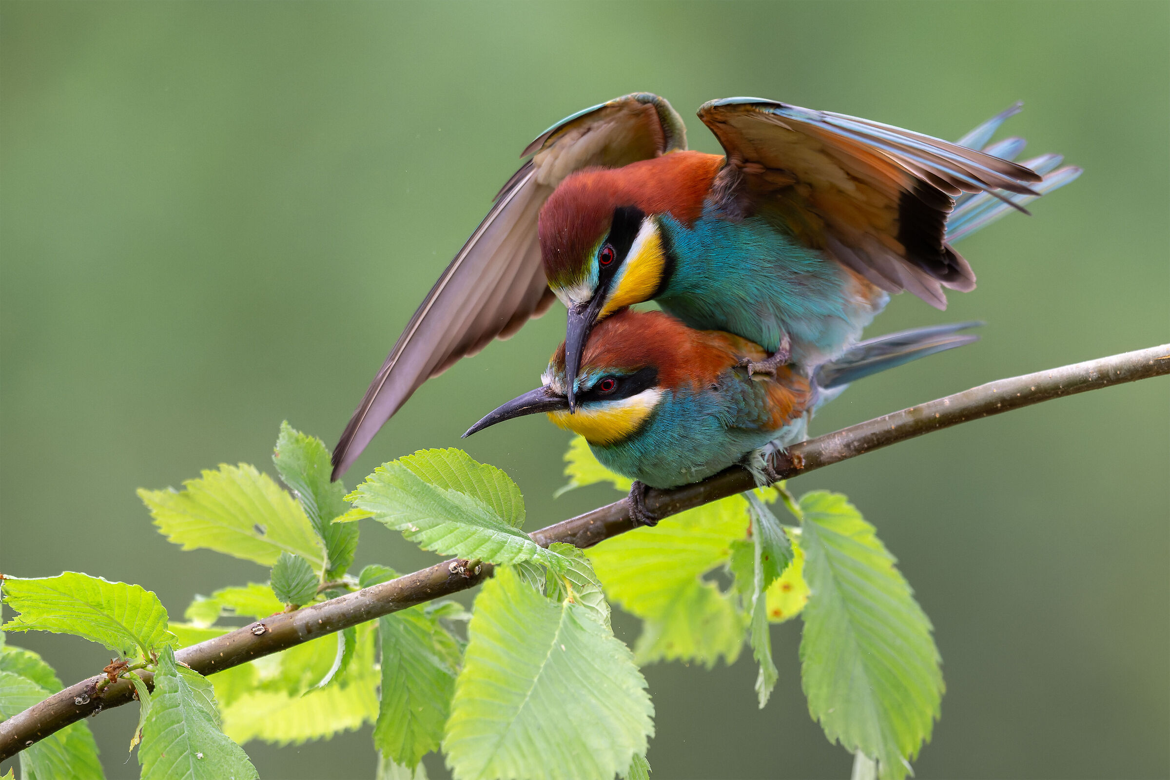 Merops apiaster