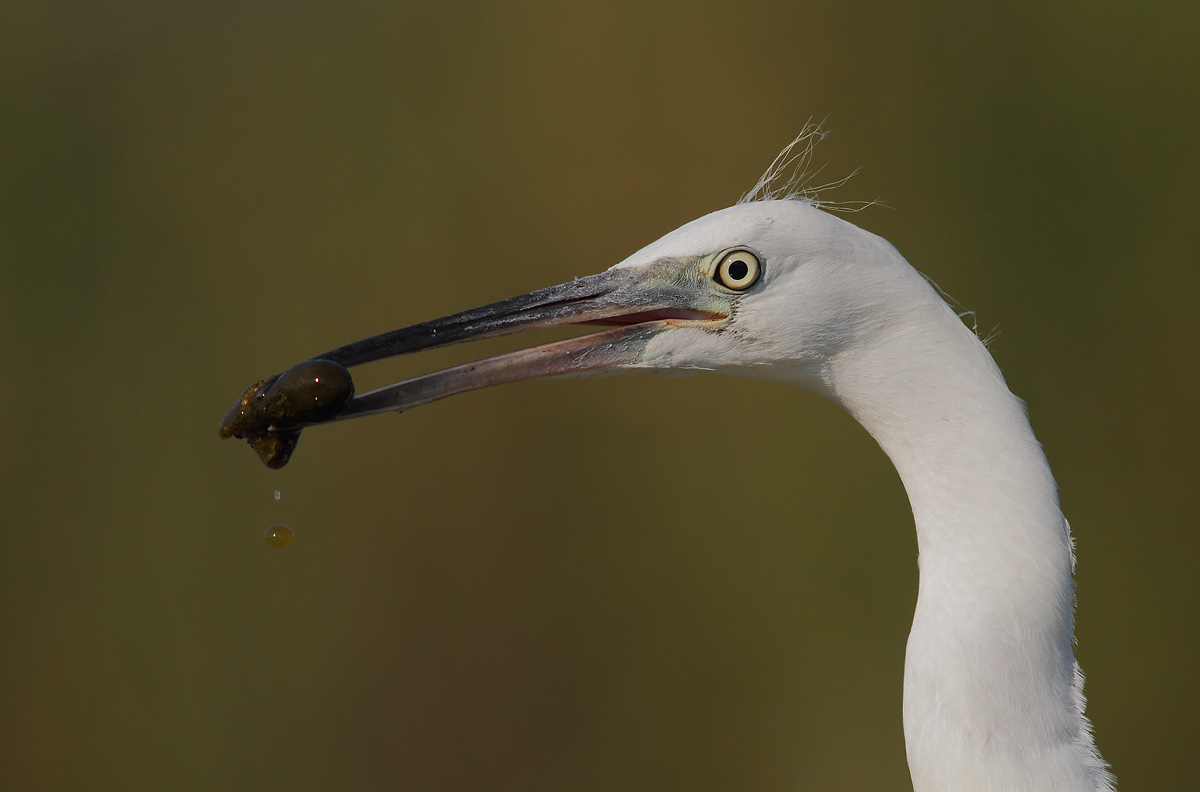 Young egret