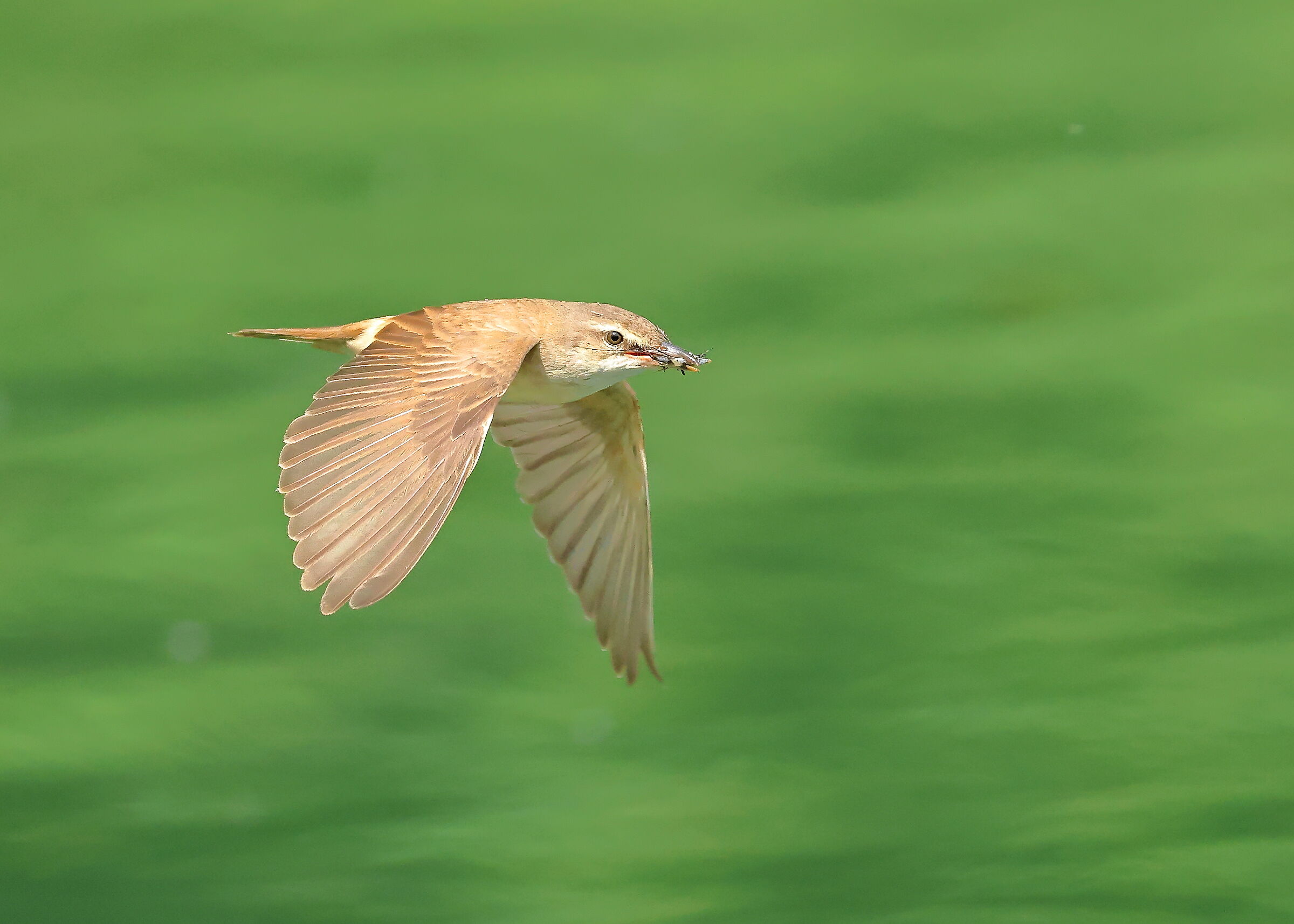 Reed Warbler