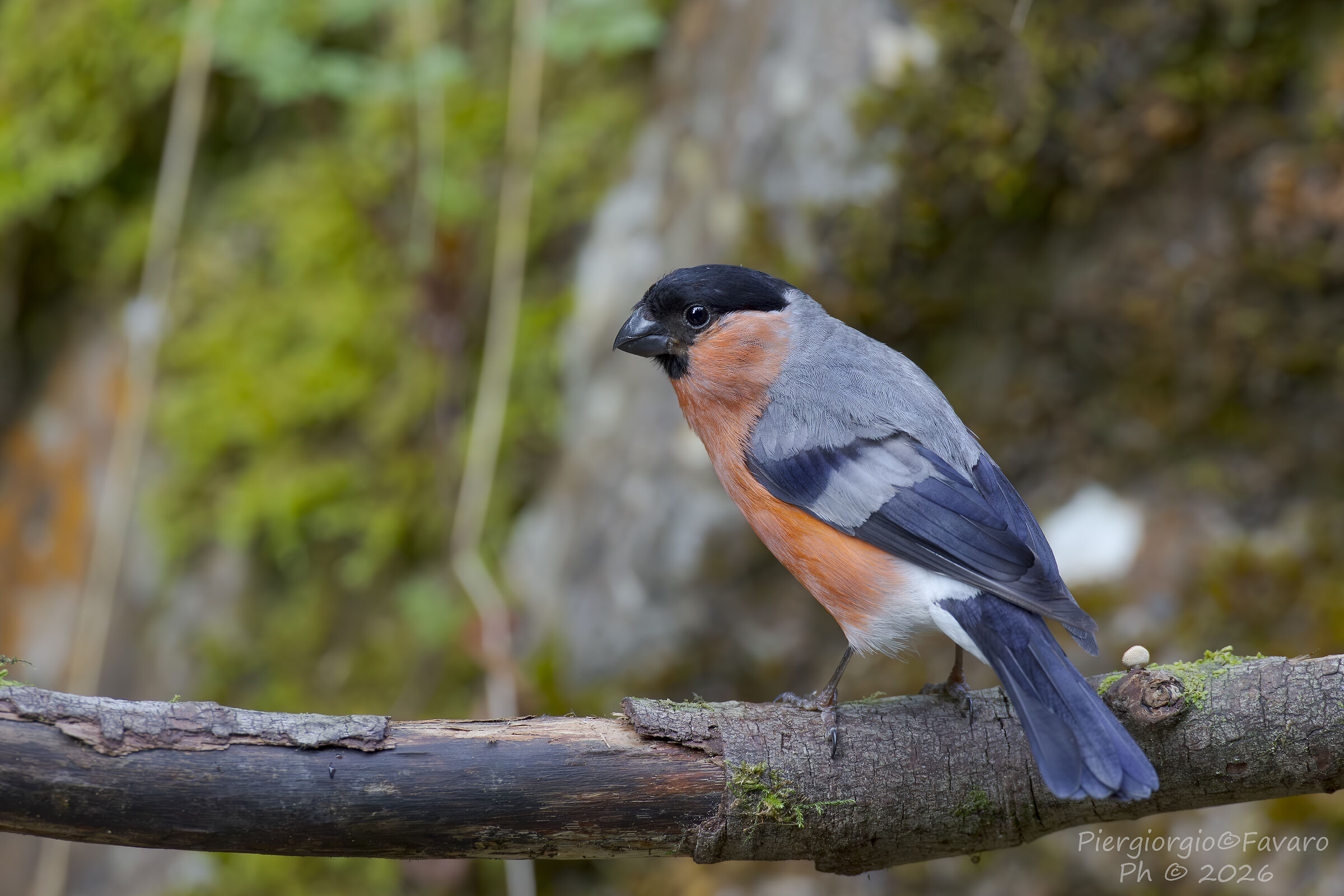 Male Bullfinch.