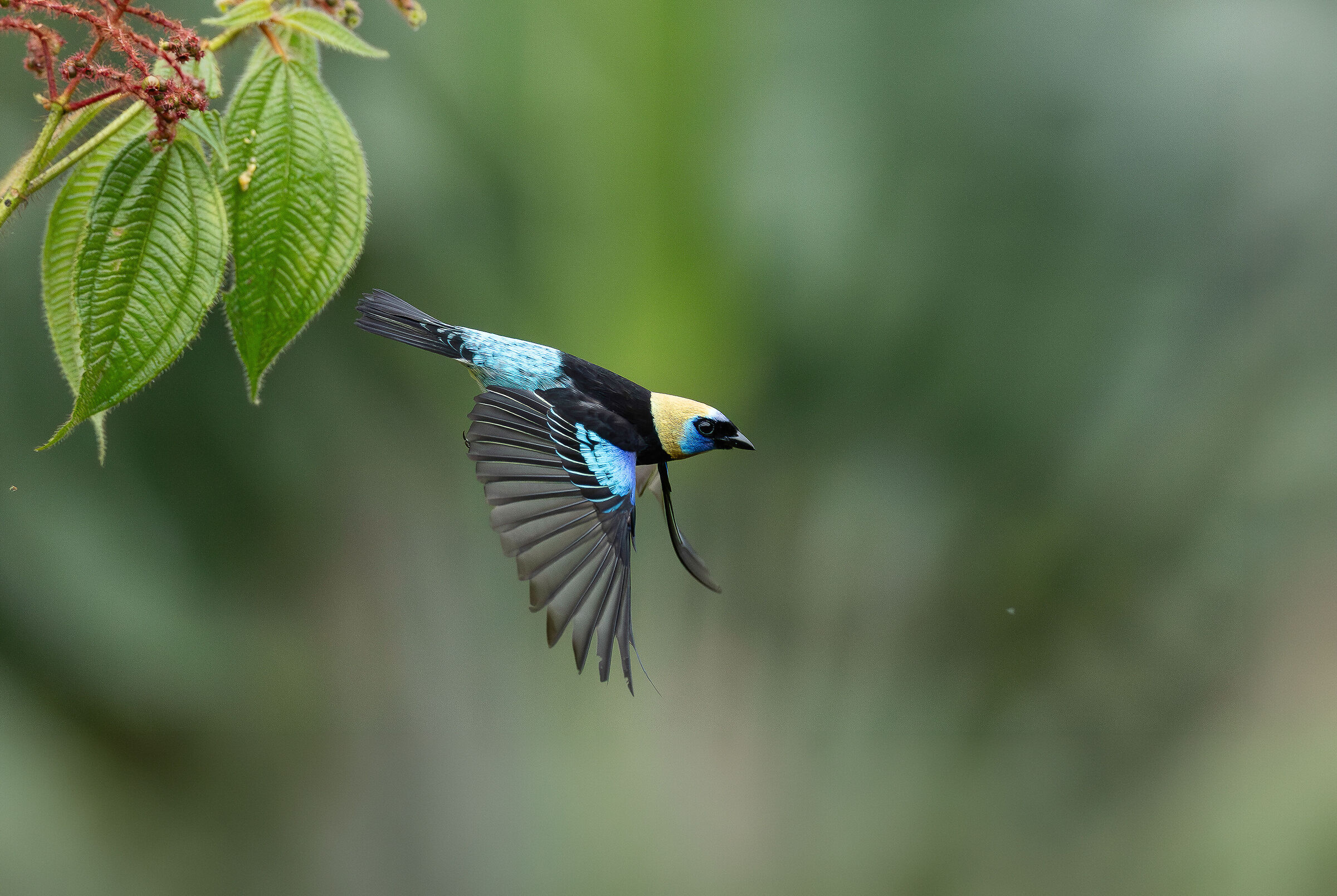 Tangara Larvata