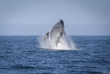 Balaenoptera physalus